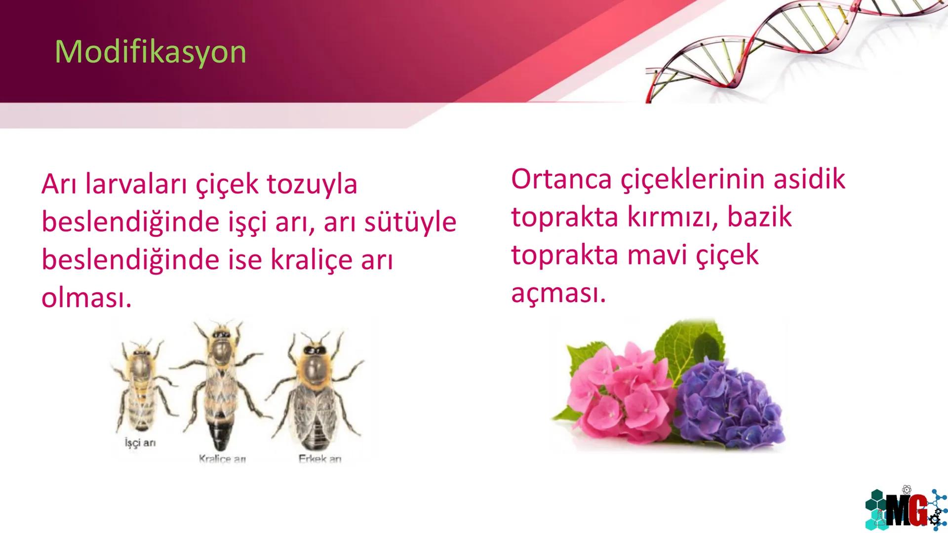 MUTASYON
MODİFİKASYON
Murat GÜRBÜZ
*MG Mutasyon
• Genetik özelliklerin yavru bireylere aktarılması DNA ile gerçekleşir. DNA,
hücre bölünmesi