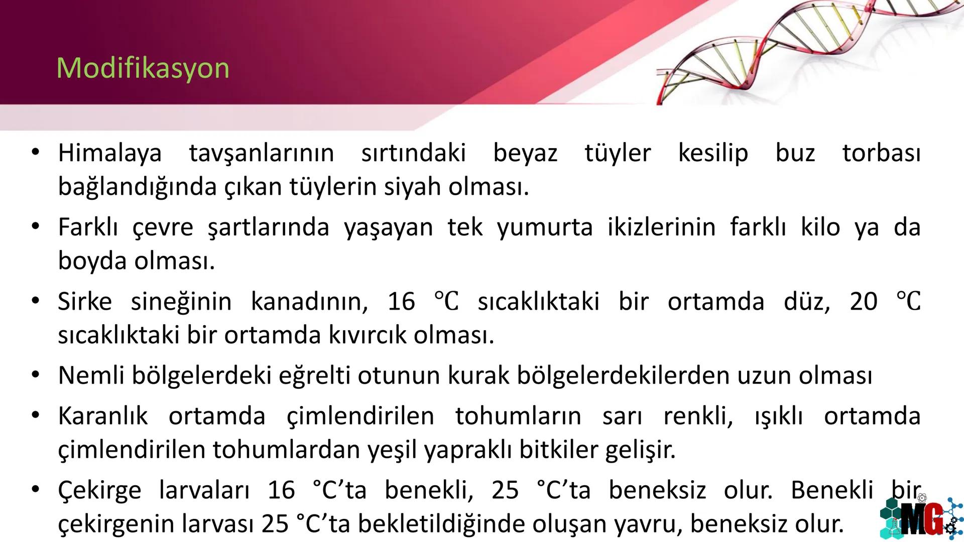 MUTASYON
MODİFİKASYON
Murat GÜRBÜZ
*MG Mutasyon
• Genetik özelliklerin yavru bireylere aktarılması DNA ile gerçekleşir. DNA,
hücre bölünmesi