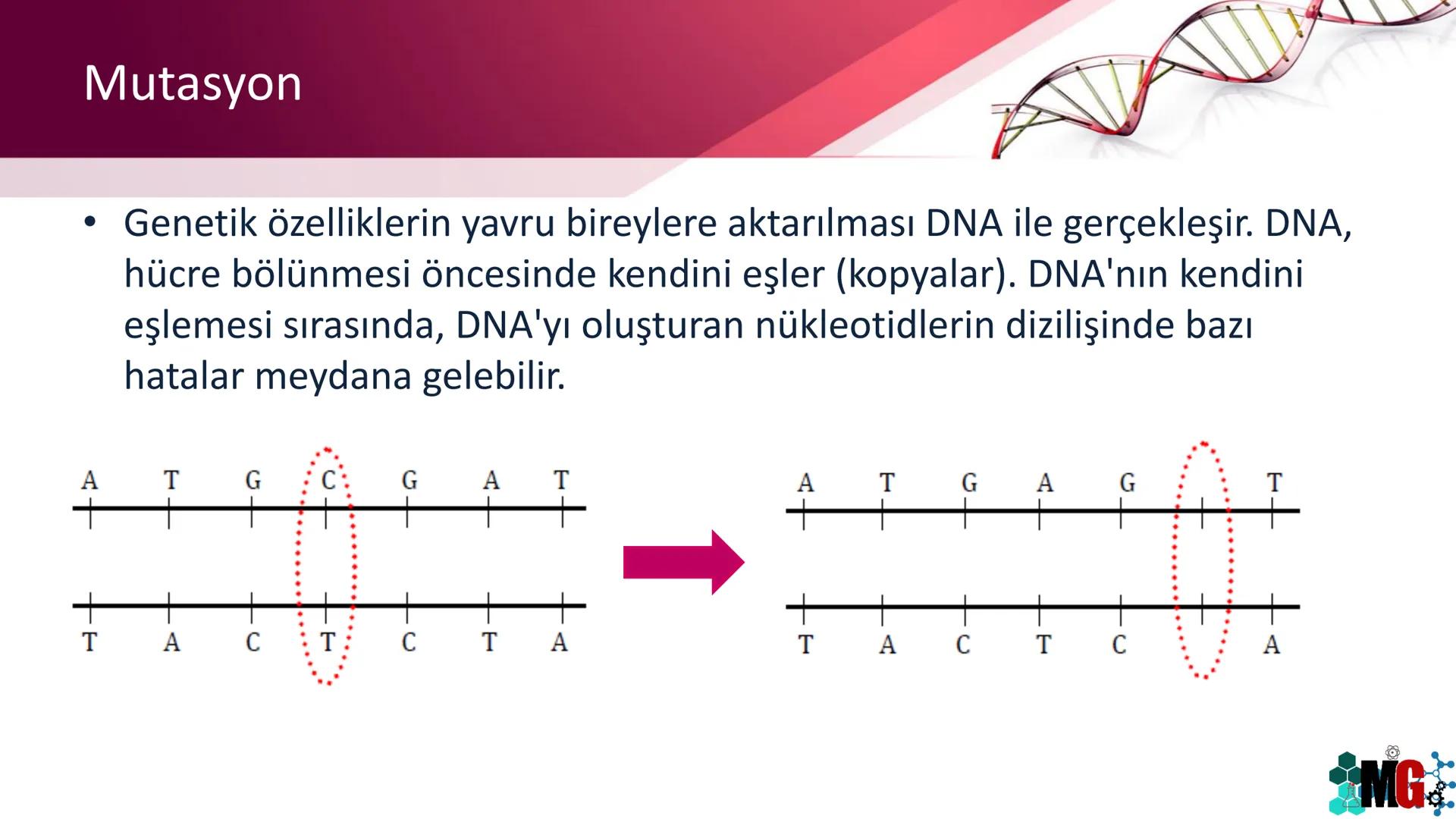 MUTASYON
MODİFİKASYON
Murat GÜRBÜZ
*MG Mutasyon
• Genetik özelliklerin yavru bireylere aktarılması DNA ile gerçekleşir. DNA,
hücre bölünmesi