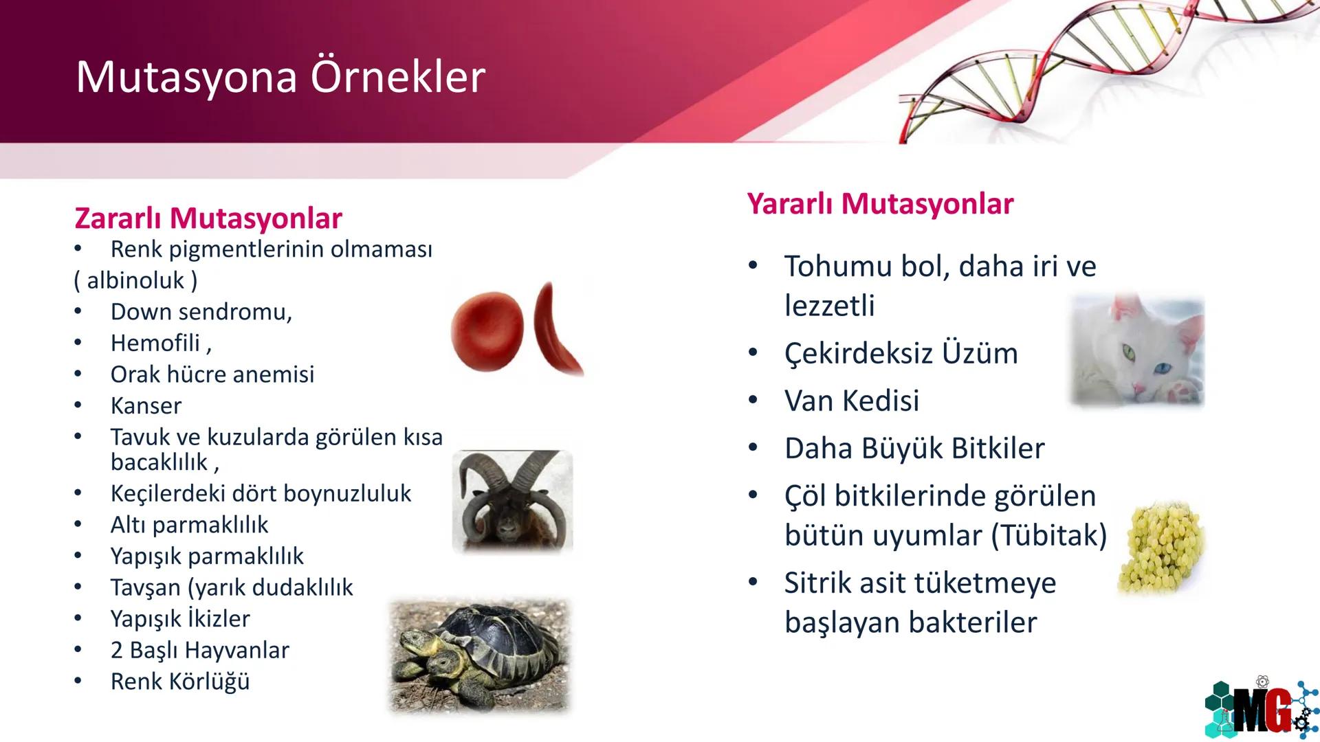 MUTASYON
MODİFİKASYON
Murat GÜRBÜZ
*MG Mutasyon
• Genetik özelliklerin yavru bireylere aktarılması DNA ile gerçekleşir. DNA,
hücre bölünmesi