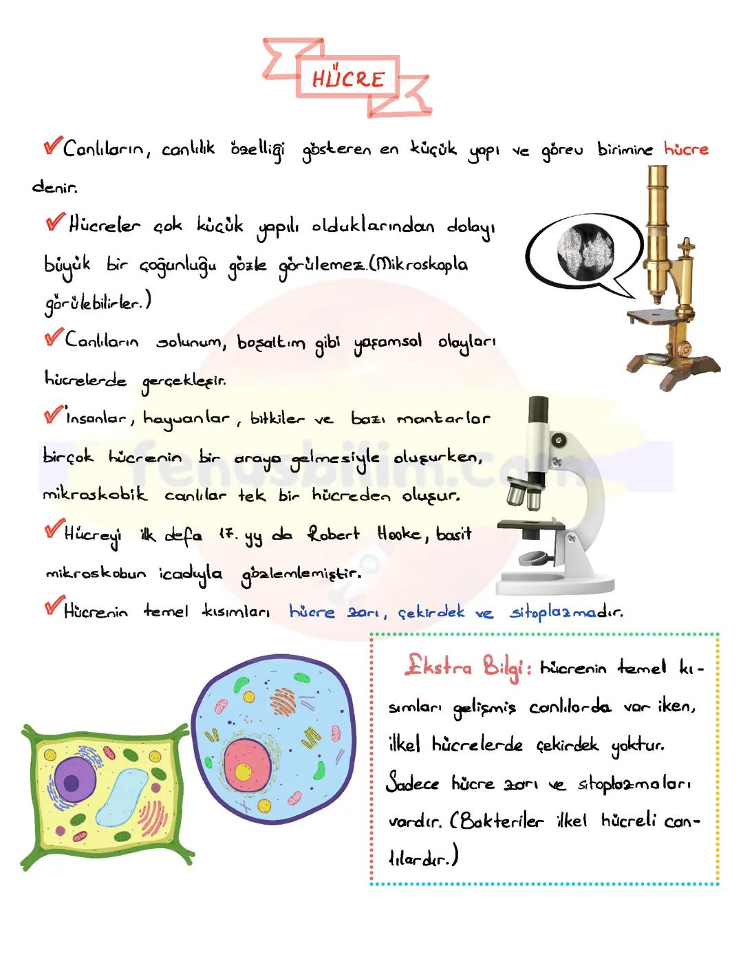 7. Sınıf Fen Bilimleri Hücreler