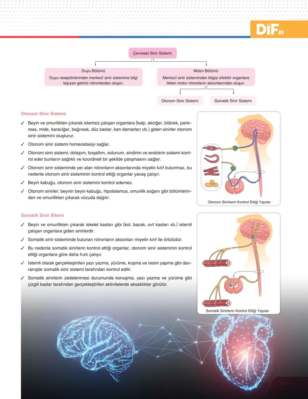 DIF BİYOLOJİ
FÖY 01
DERS SLEME
Föyleri
İNSAN FİZYOLOJİSİ - 1
DENETLEYİCİ VE DÜZENLEYİCİ SİSTEMLER
✓ Doğadaki tüm canlılar iç ve dış ortamdan
