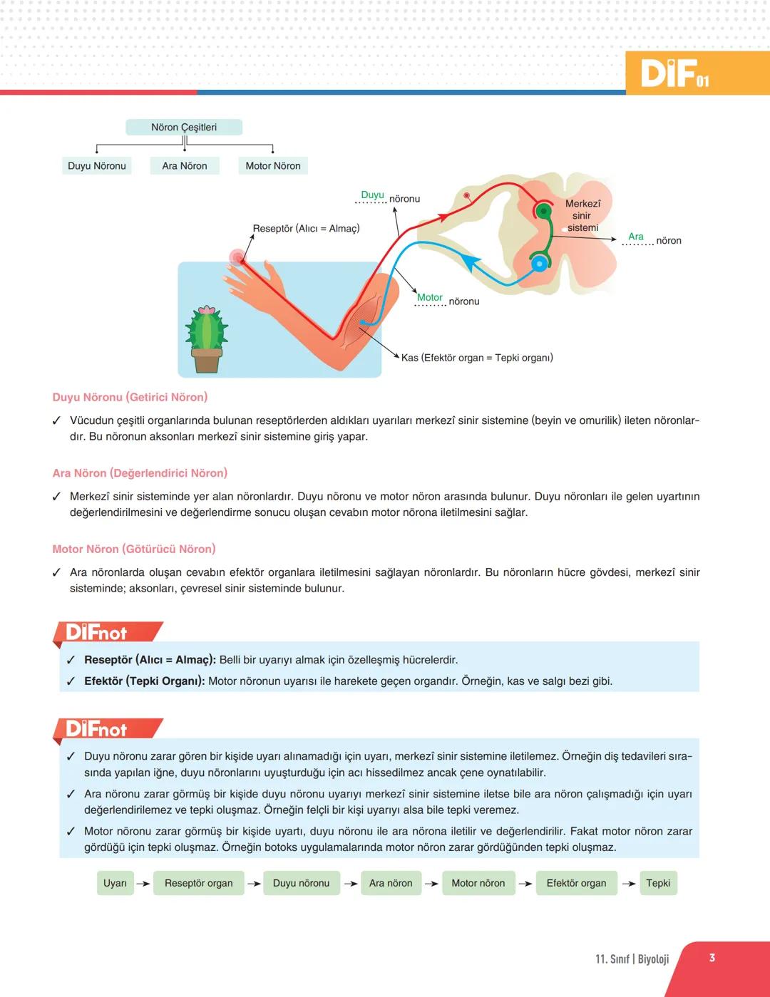 DIF BİYOLOJİ
FÖY 01
DERS SLEME
Föyleri
İNSAN FİZYOLOJİSİ - 1
DENETLEYİCİ VE DÜZENLEYİCİ SİSTEMLER
✓ Doğadaki tüm canlılar iç ve dış ortamdan