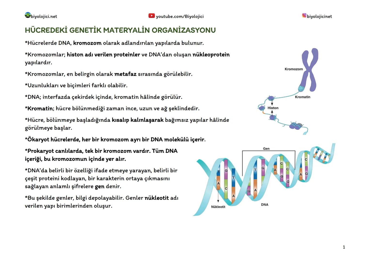 biyolojici.net
▸ youtube.com/Biyolojici
HÜCREDEKİ GENETİK MATERYALİN ORGANİZASYONU
*Hücrelerde DNA, kromozom olarak adlandırılan yapılarda b