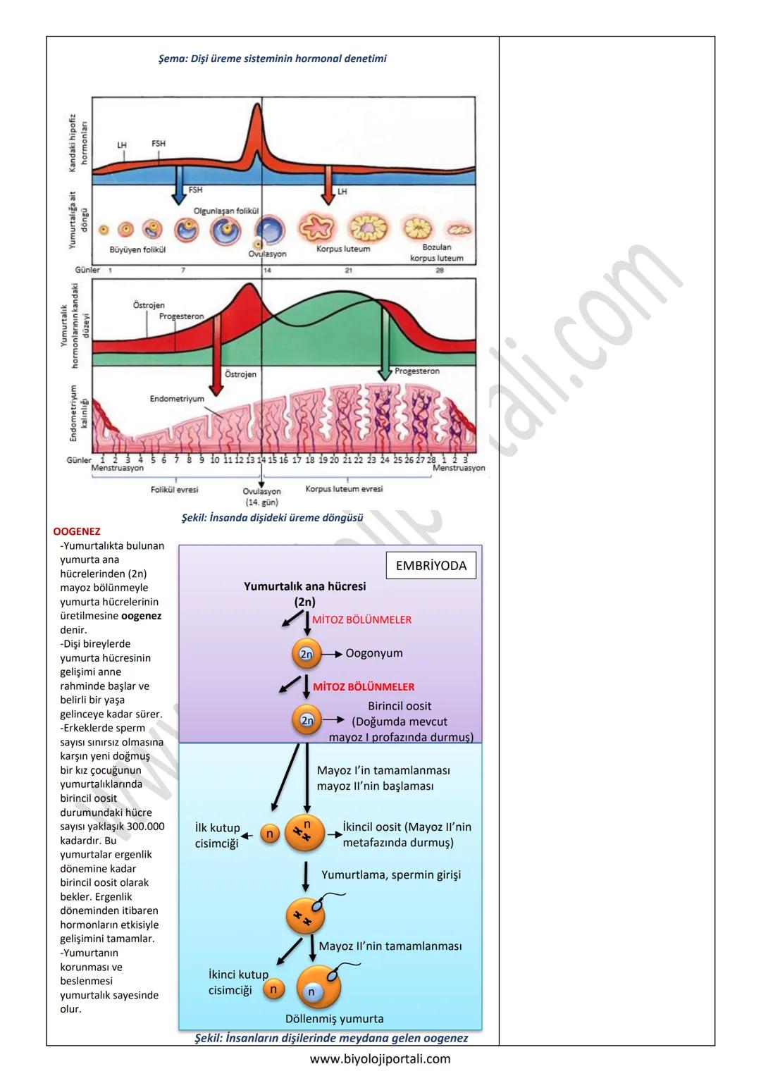 ÜREME SİSTEMİNİN GÖREV YAPI ve İŞLEYİŞİ
11. SINIF ÜNİTE, KONU, KAZANIM VE AÇIKLAMALARI
11.1.7. Üreme Sistemi ve Embriyonik Gelişim
Anahtar K