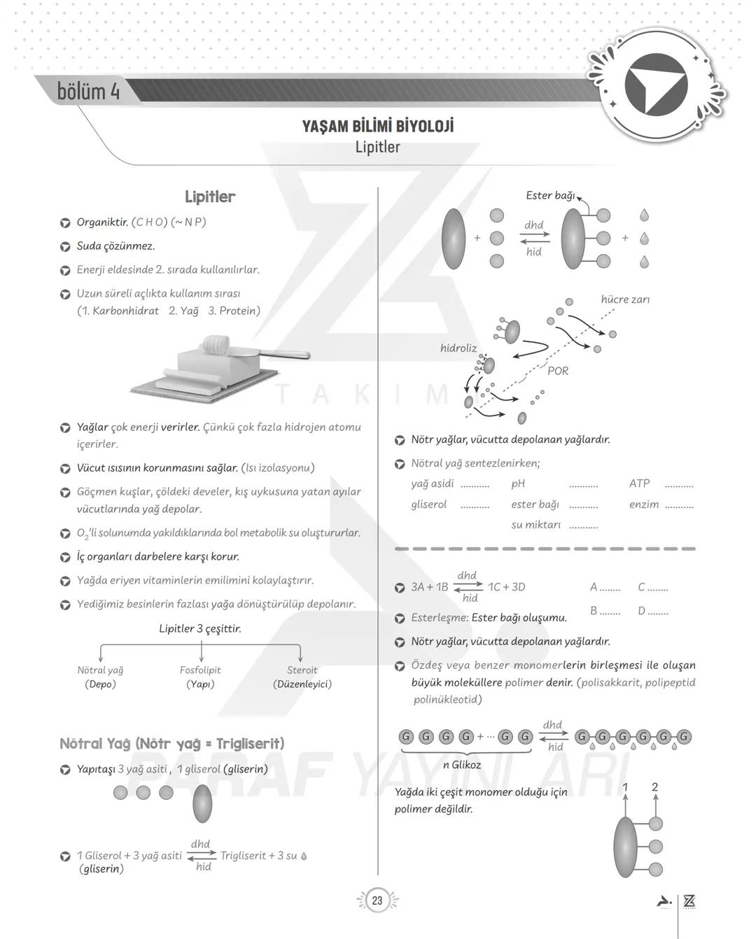 bölüm 4
Lipitler
Organiktir. (CHO) (~NP)
Suda çözünmez.
Enerji eldesinde 2. sırada kullanılırlar.
Uzun süreli açlıkta kullanım sırası
(1. Ka