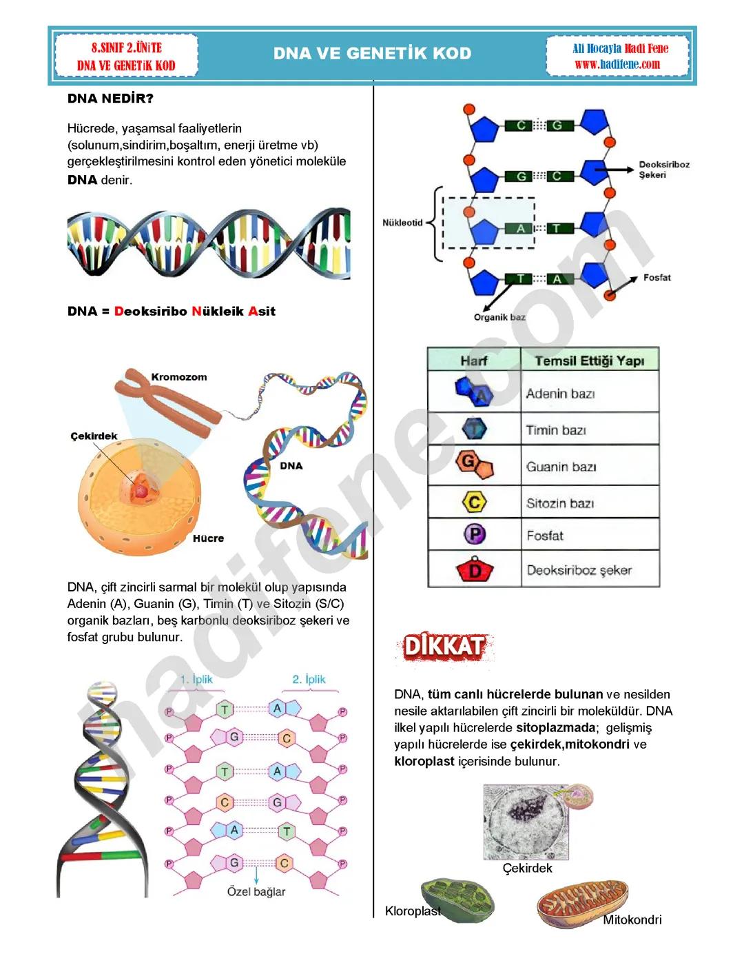 8 sınıf fen bilimleri DNA ve gen konu anlatımı