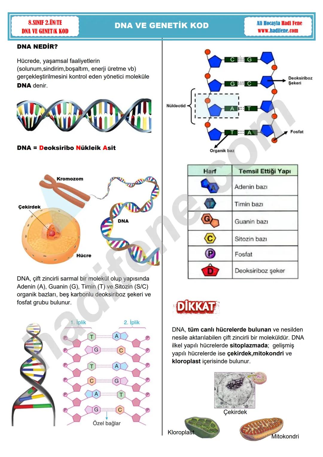 8.SINIF 2.ÜNİTE
DNA VE GENETİK KOD
DNA VE GENETİK KOD
DNA NEDİR?
Hücrede, yaşamsal faaliyetlerin
(solunum, sindirim, boşaltım, enerji üretme