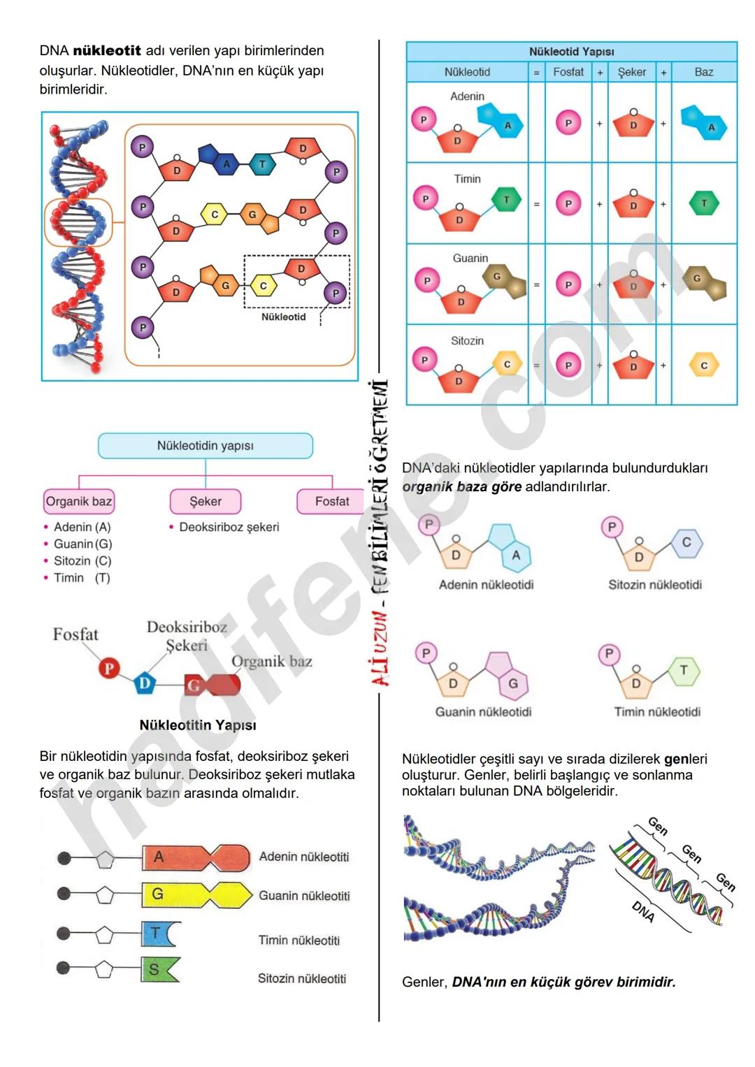 8.SINIF 2.ÜNİTE
DNA VE GENETİK KOD
DNA VE GENETİK KOD
DNA NEDİR?
Hücrede, yaşamsal faaliyetlerin
(solunum, sindirim, boşaltım, enerji üretme