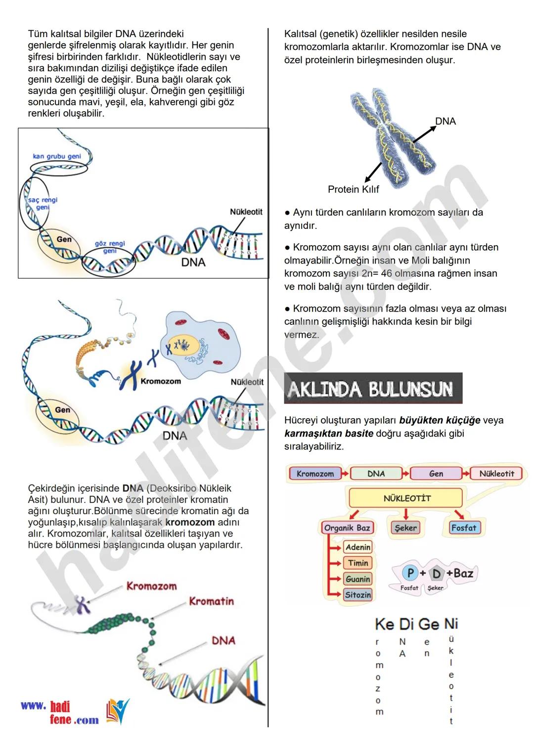 8.SINIF 2.ÜNİTE
DNA VE GENETİK KOD
DNA VE GENETİK KOD
DNA NEDİR?
Hücrede, yaşamsal faaliyetlerin
(solunum, sindirim, boşaltım, enerji üretme