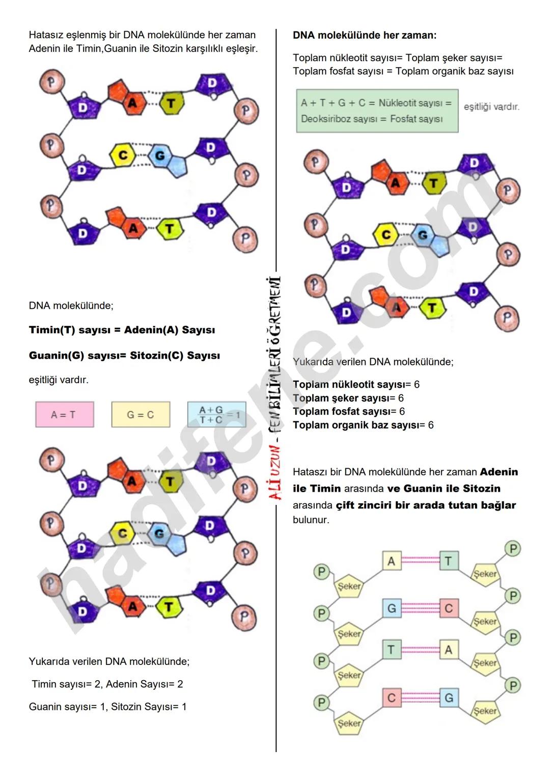 8.SINIF 2.ÜNİTE
DNA VE GENETİK KOD
DNA VE GENETİK KOD
DNA NEDİR?
Hücrede, yaşamsal faaliyetlerin
(solunum, sindirim, boşaltım, enerji üretme
