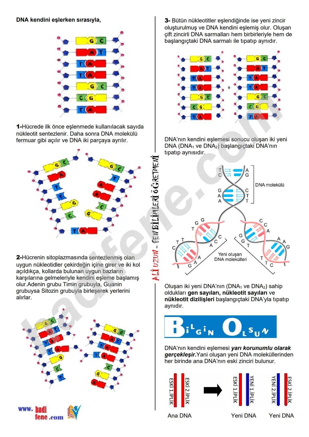8.SINIF 2.ÜNİTE
DNA VE GENETİK KOD
DNA VE GENETİK KOD
DNA NEDİR?
Hücrede, yaşamsal faaliyetlerin
(solunum, sindirim, boşaltım, enerji üretme