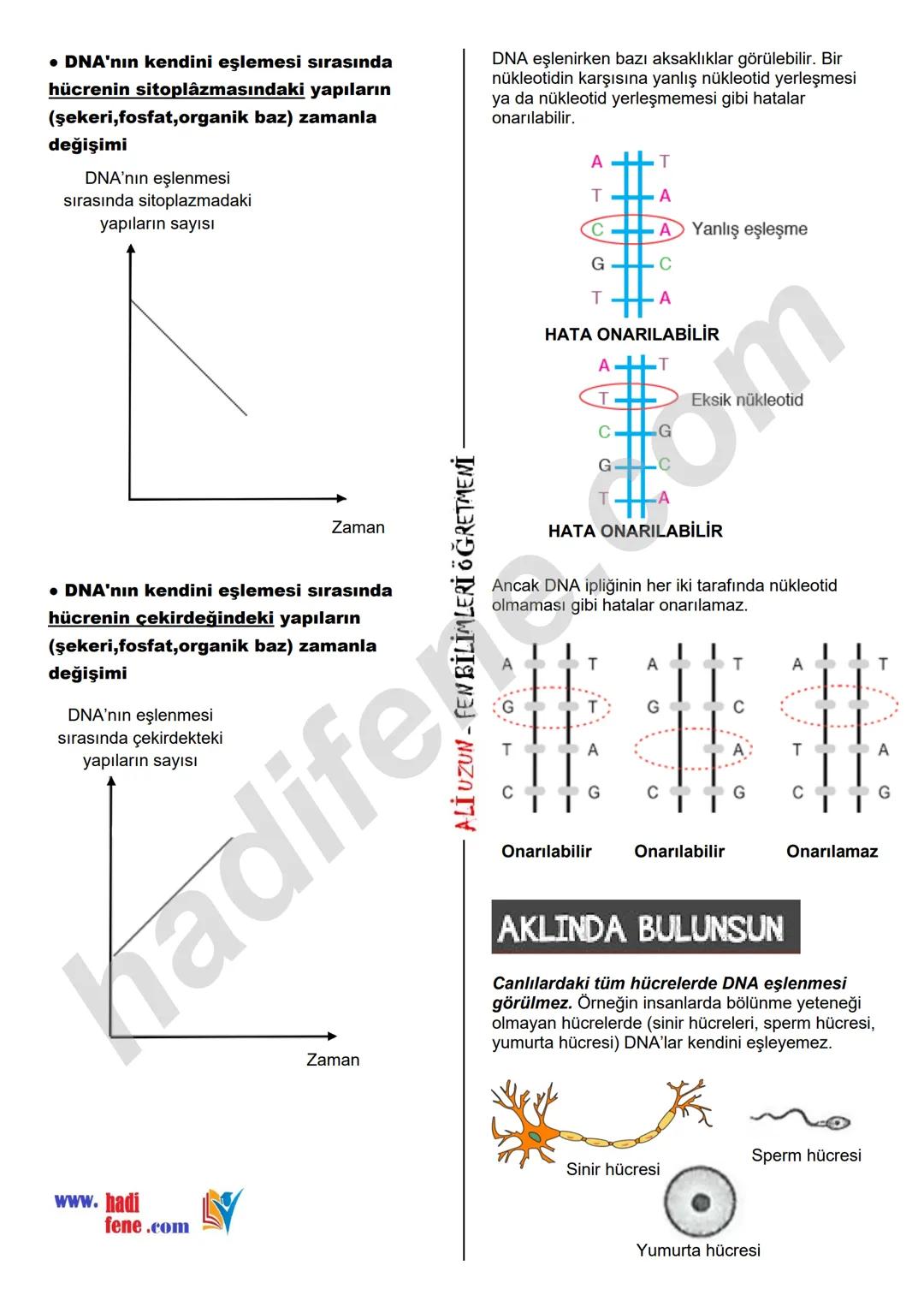 8.SINIF 2.ÜNİTE
DNA VE GENETİK KOD
DNA VE GENETİK KOD
DNA NEDİR?
Hücrede, yaşamsal faaliyetlerin
(solunum, sindirim, boşaltım, enerji üretme