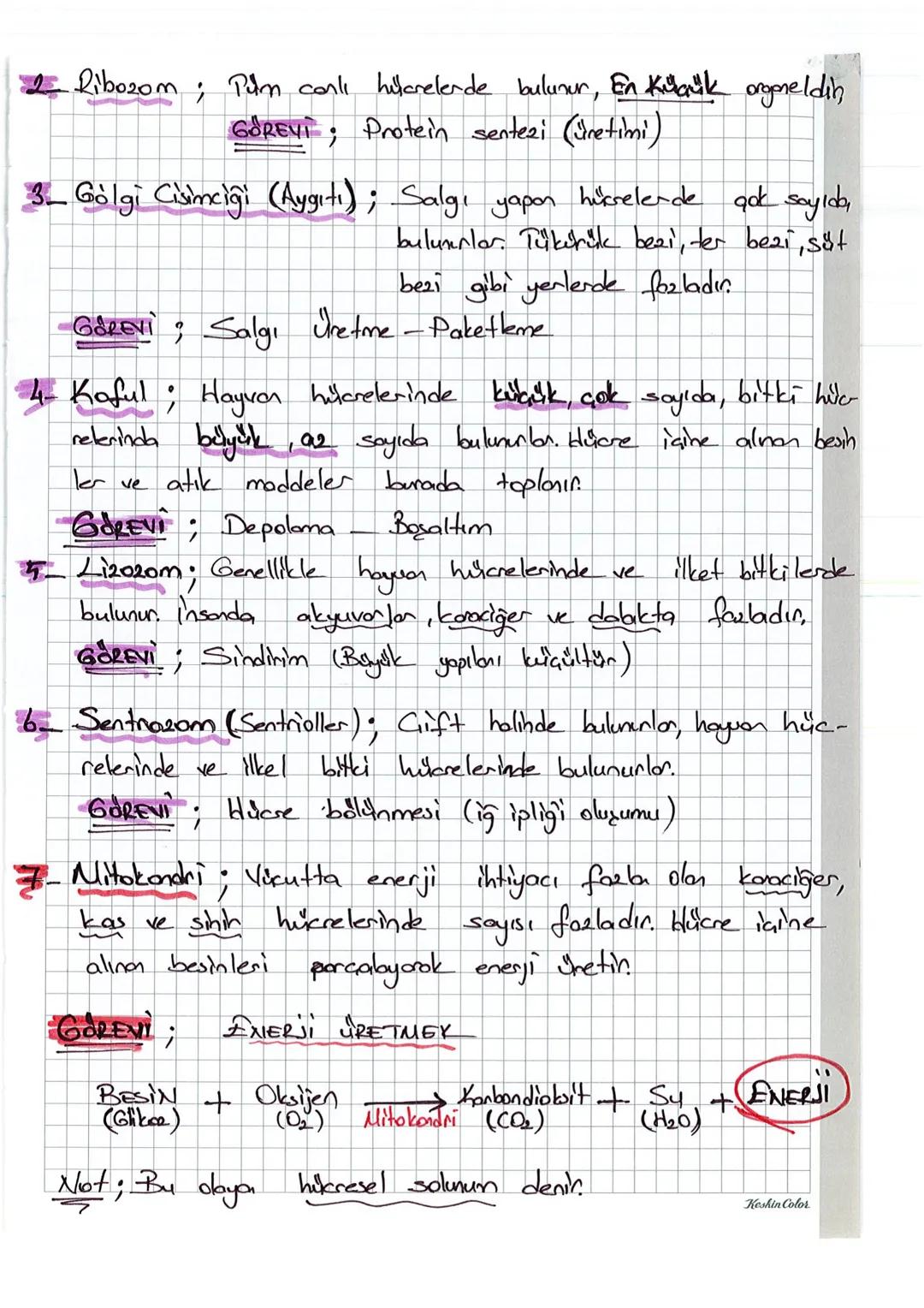 2. UNITE
1
HÜCRE VE BÖLÜNNELER
HÜCRE Canlılanın canlılık özelliği gösten
conlilik obelliği gösten en küçük
yapı birimine
birimine HÜCRE deni