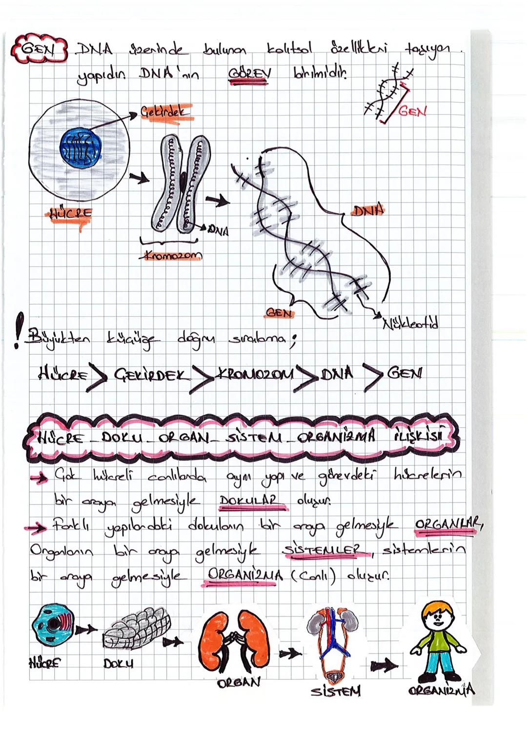 2. UNITE
1
HÜCRE VE BÖLÜNNELER
HÜCRE Canlılanın canlılık özelliği gösten
conlilik obelliği gösten en küçük
yapı birimine
birimine HÜCRE deni