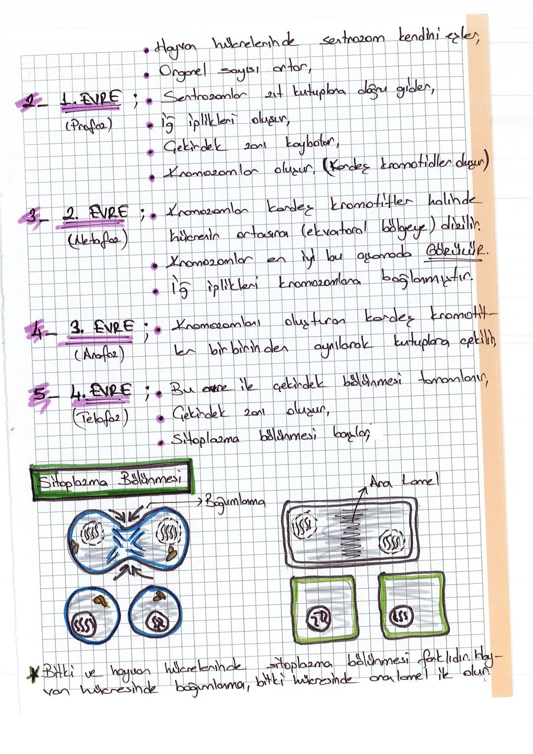 # HUCRE BOLÜNMELERİ
- Olgunlaşmış bar hücreder yeni hücrelerih duymasına
Hitere Bölünmesi dorin
- →Hücresin hacmi arttığında, çekirdek orga
