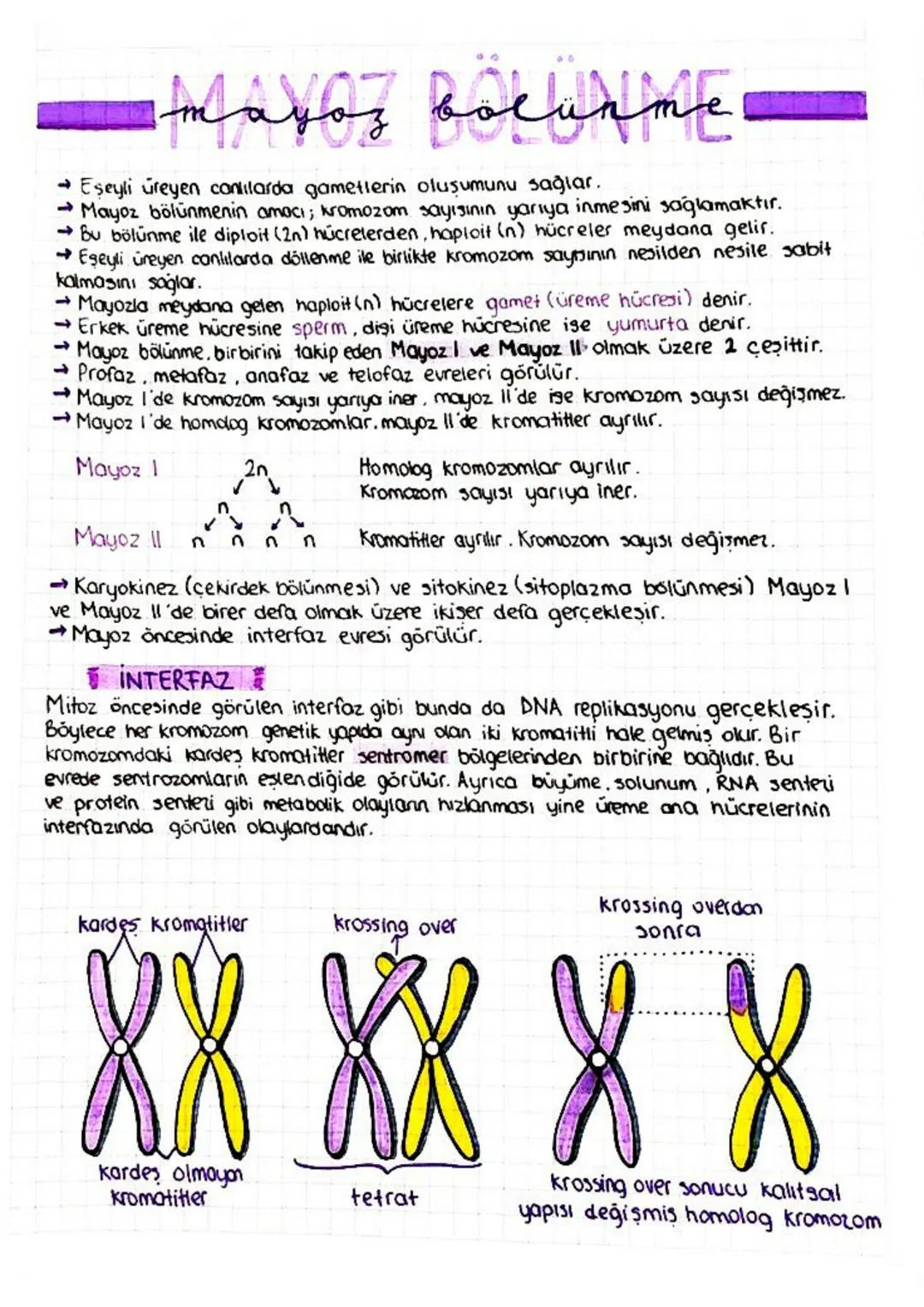 Fen Bilimleri Mayoz Bölünme