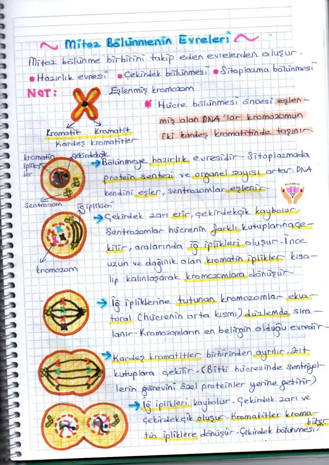 FENCI ANNEM
# HÜCRE BÖLÜNMESİ,
Canlılar huerelerden oluşmuşlardır - Hücre belirli
bir büyüklûçe erişince çekirdek hücreyi yönetmek -
te z