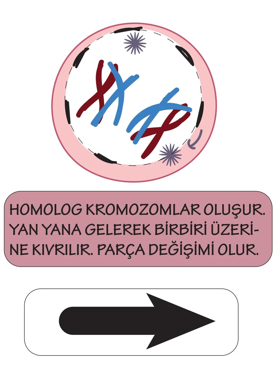 ## 2n
HÜCRE BÖLÜNMEYE HAZIRLANIR.
DNA KENDİNİ EŞLER. SENTROZOM
EŞLENİR. HOMOLOG KROMOZOMLAR OLUŞUR.
YAN YANA GELEREK BİRBİRİ ÜZERİ-
NE KIVR