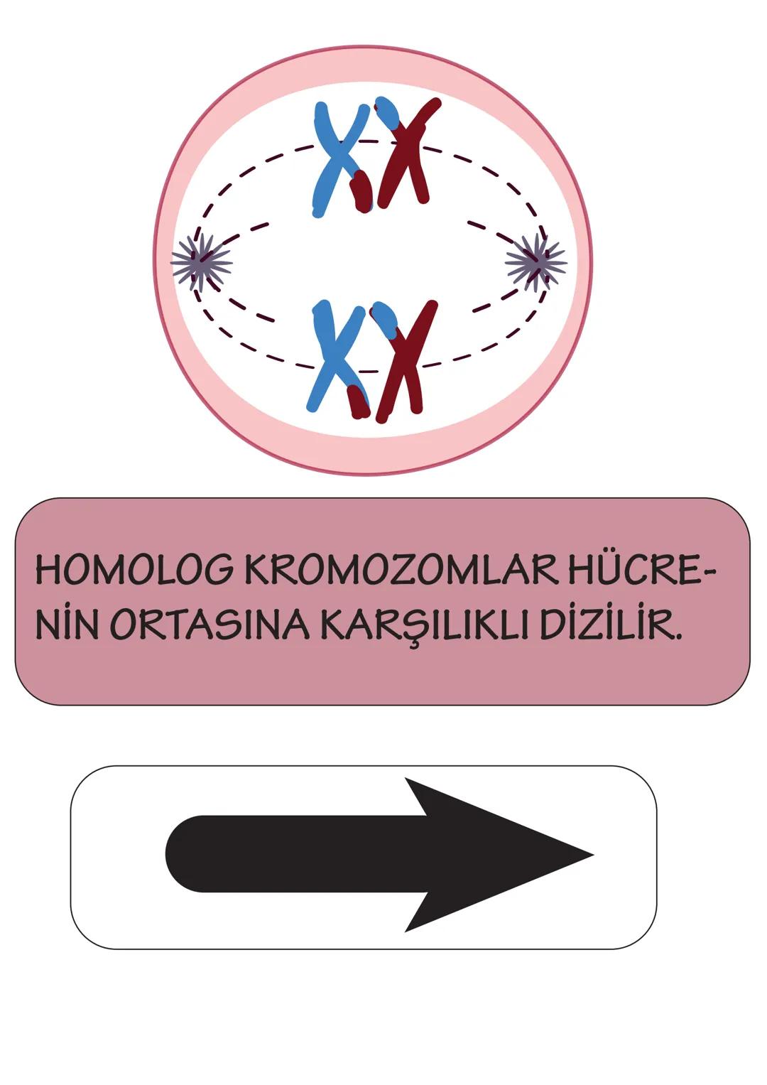 ## 2n
HÜCRE BÖLÜNMEYE HAZIRLANIR.
DNA KENDİNİ EŞLER. SENTROZOM
EŞLENİR. HOMOLOG KROMOZOMLAR OLUŞUR.
YAN YANA GELEREK BİRBİRİ ÜZERİ-
NE KIVR