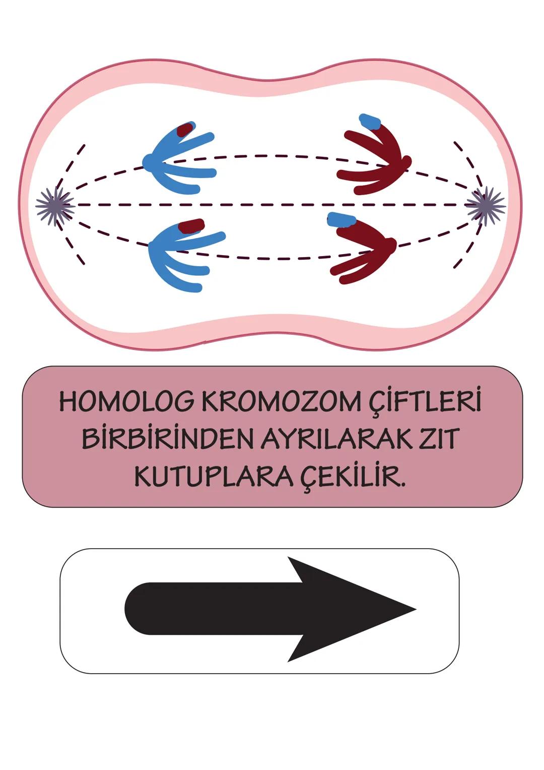 ## 2n
HÜCRE BÖLÜNMEYE HAZIRLANIR.
DNA KENDİNİ EŞLER. SENTROZOM
EŞLENİR. HOMOLOG KROMOZOMLAR OLUŞUR.
YAN YANA GELEREK BİRBİRİ ÜZERİ-
NE KIVR