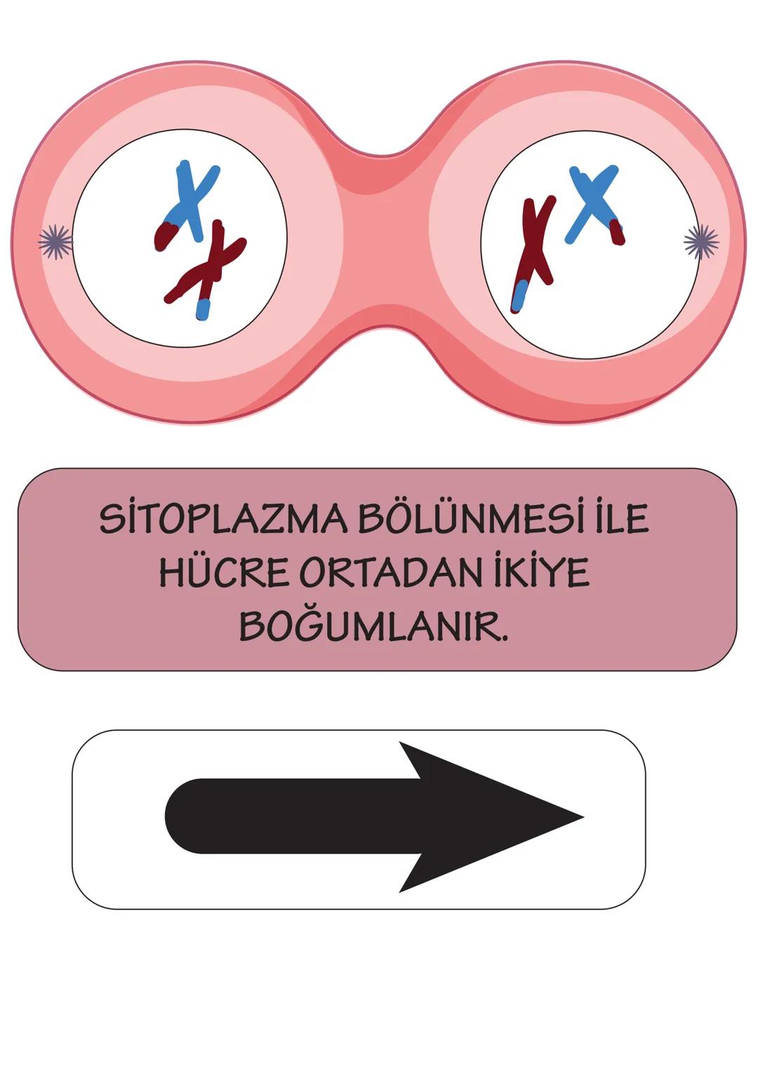 ## 2n
HÜCRE BÖLÜNMEYE HAZIRLANIR.
DNA KENDİNİ EŞLER. SENTROZOM
EŞLENİR. HOMOLOG KROMOZOMLAR OLUŞUR.
YAN YANA GELEREK BİRBİRİ ÜZERİ-
NE KIVR