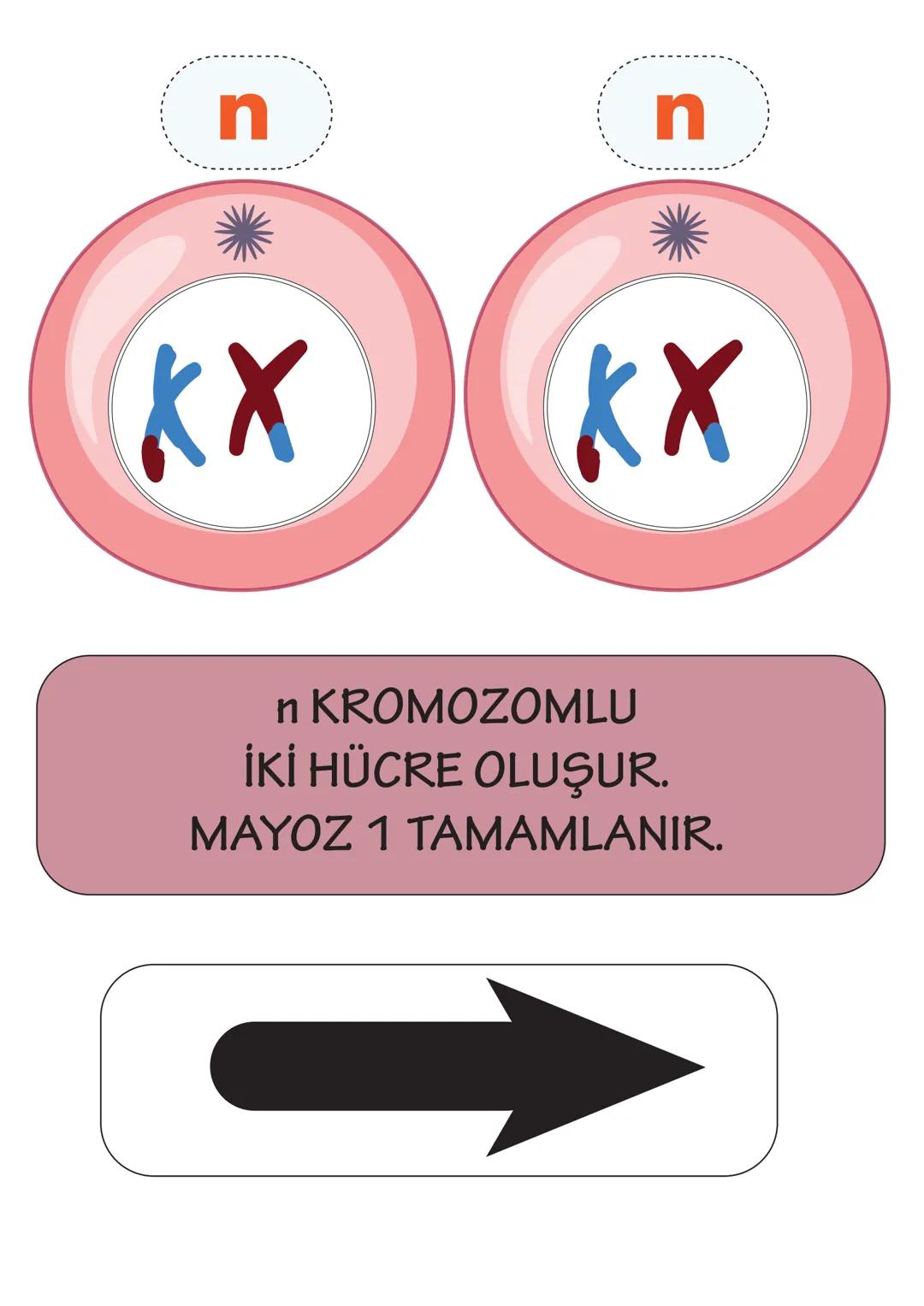 ## 2n
HÜCRE BÖLÜNMEYE HAZIRLANIR.
DNA KENDİNİ EŞLER. SENTROZOM
EŞLENİR. HOMOLOG KROMOZOMLAR OLUŞUR.
YAN YANA GELEREK BİRBİRİ ÜZERİ-
NE KIVR