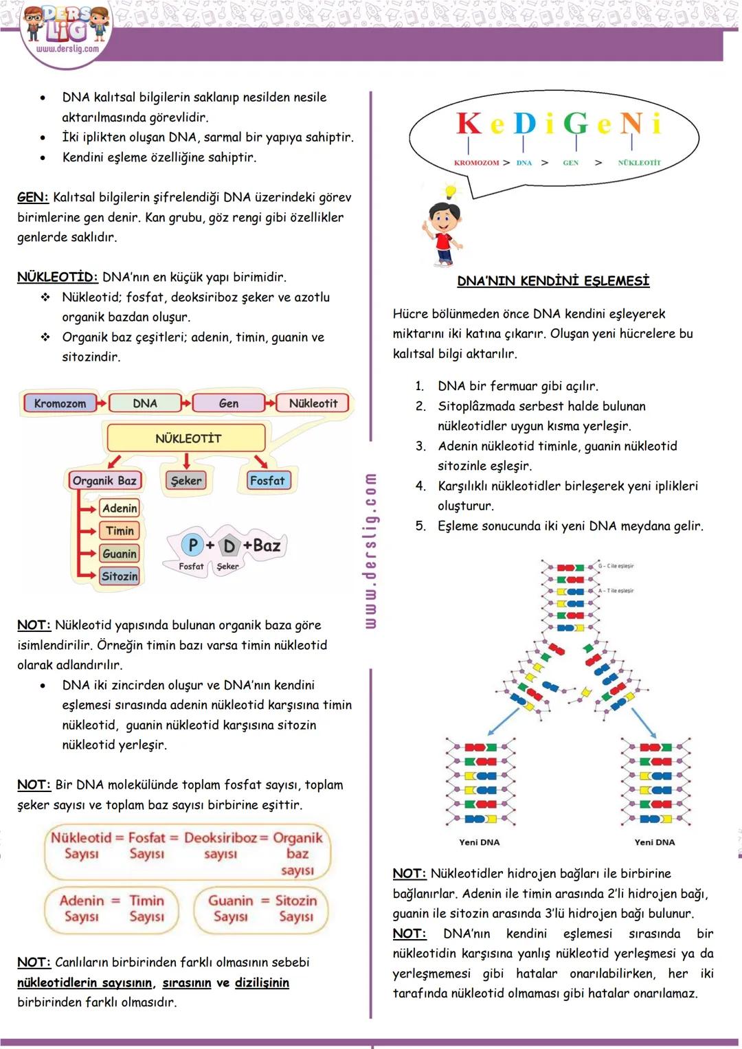 Hazırlayan: MEVLÜDE OLCAYTÜRK
FEN
DERSO
LIG
www.derslig.com
8. SINIF 2. ÜNİTE DNA VE GENETİK KOD
KONULAR: A. DNA VE GENETİK KOD
B. KALITIM
C