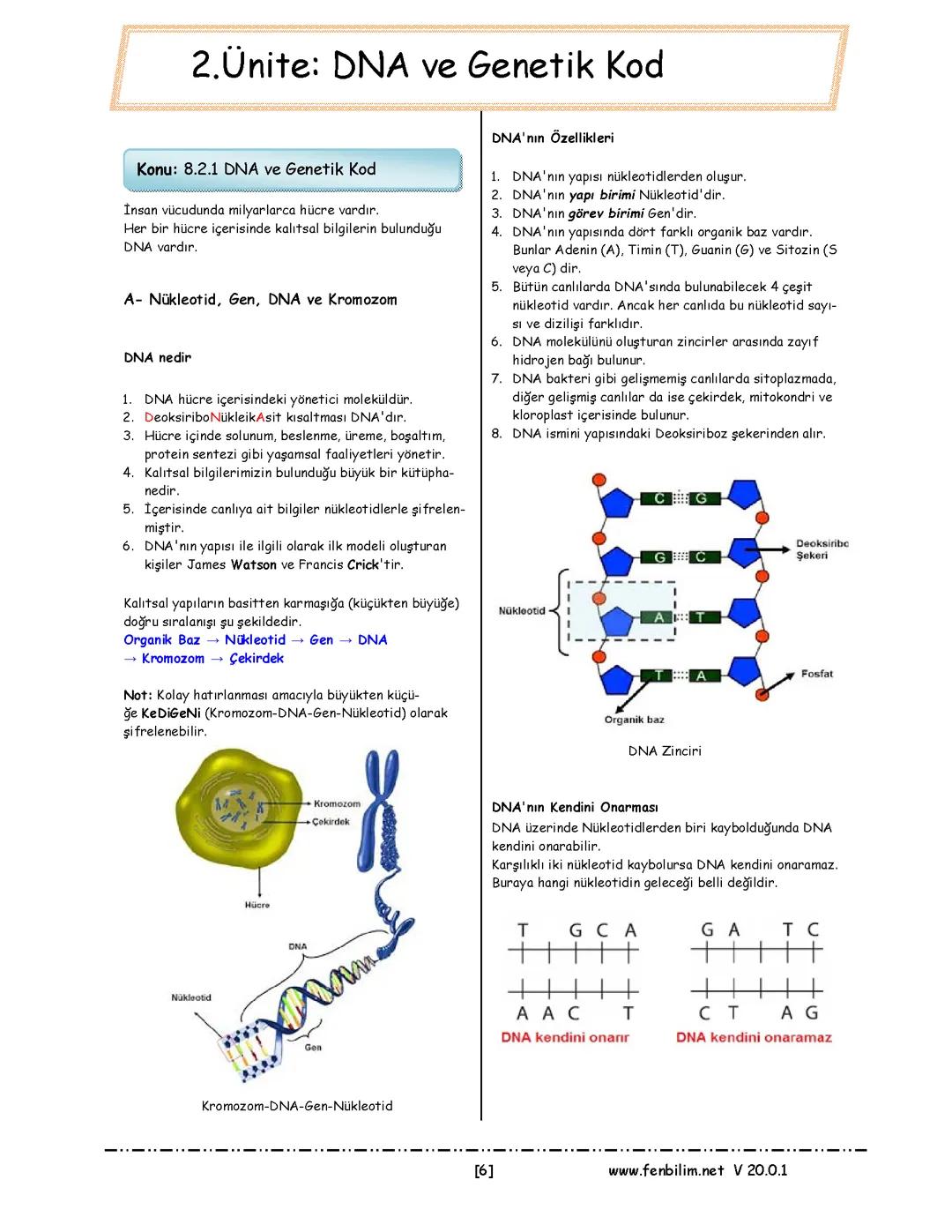 8. Sınıf Fen DNA Ve Genetik Kod