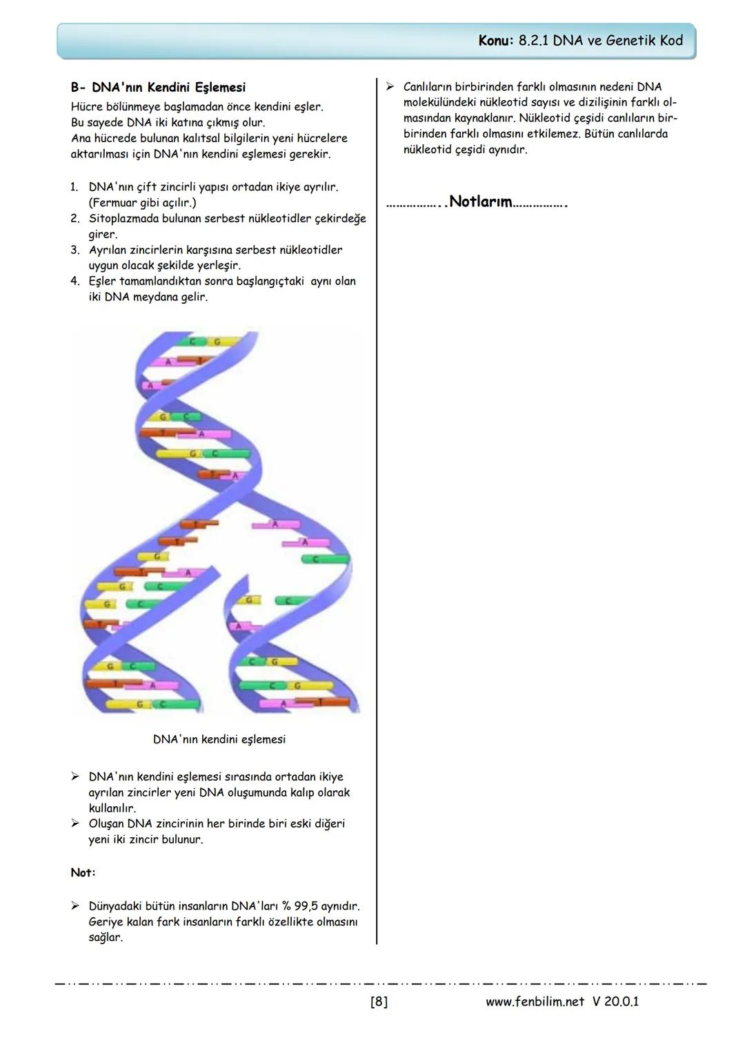 2.Ünite: DNA ve Genetik Kod
Konu: 8.2.1 DNA ve Genetik Kod
İnsan vücudunda milyarlarca hücre vardır.
Her bir hücre içerisinde kalıtsal bilgi