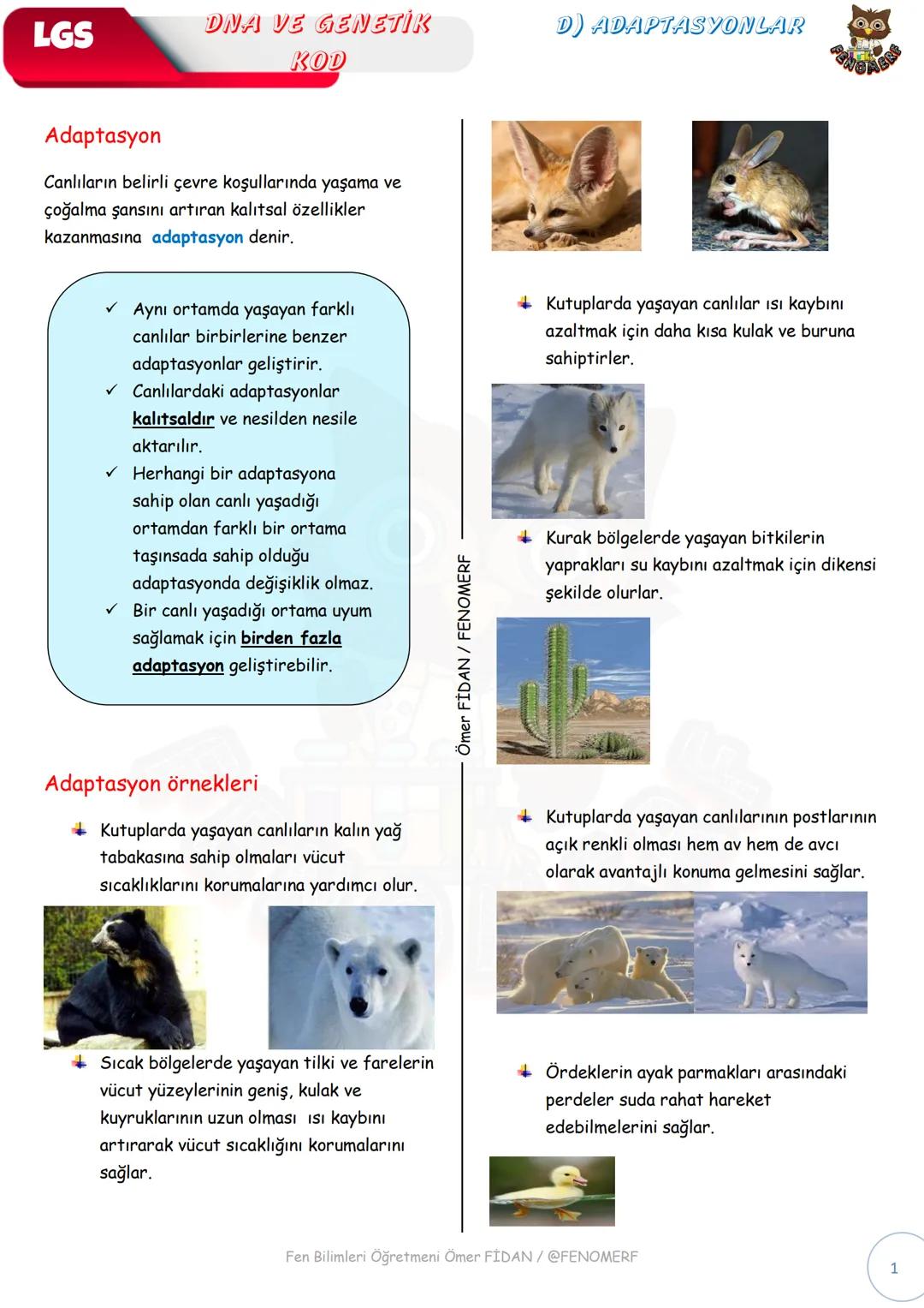 # LGS
DNA VE GENETIK
KOD
D) ADAPTASYONLAR
Adaptasyon
Canlıların belirli çevre koşullarında yaşama ve
çoğalma şansını artıran kalıtsal öze