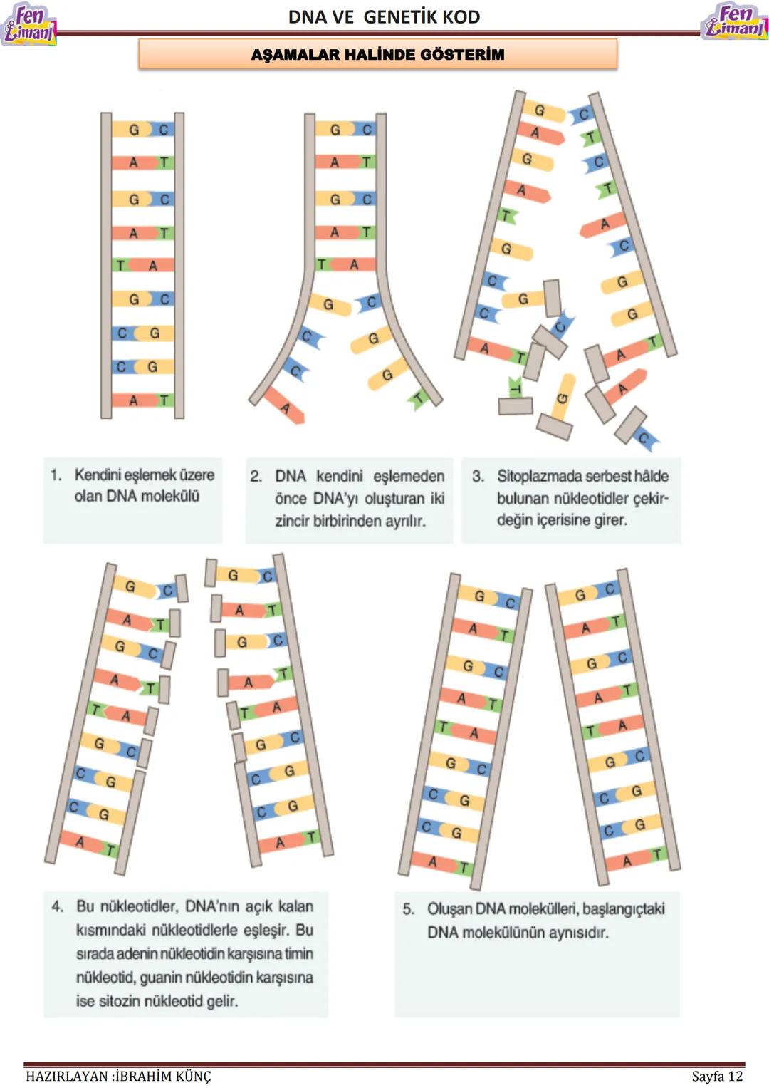 Fen
Limani
Dna ve Genetik Kod
DNA VE GENETİK
KOD
Konu / Kavramlar: DNA'nın yapısı, DNA'nın kendini eşlemesi, nükleotid, gen, kromozom
F.8.2.