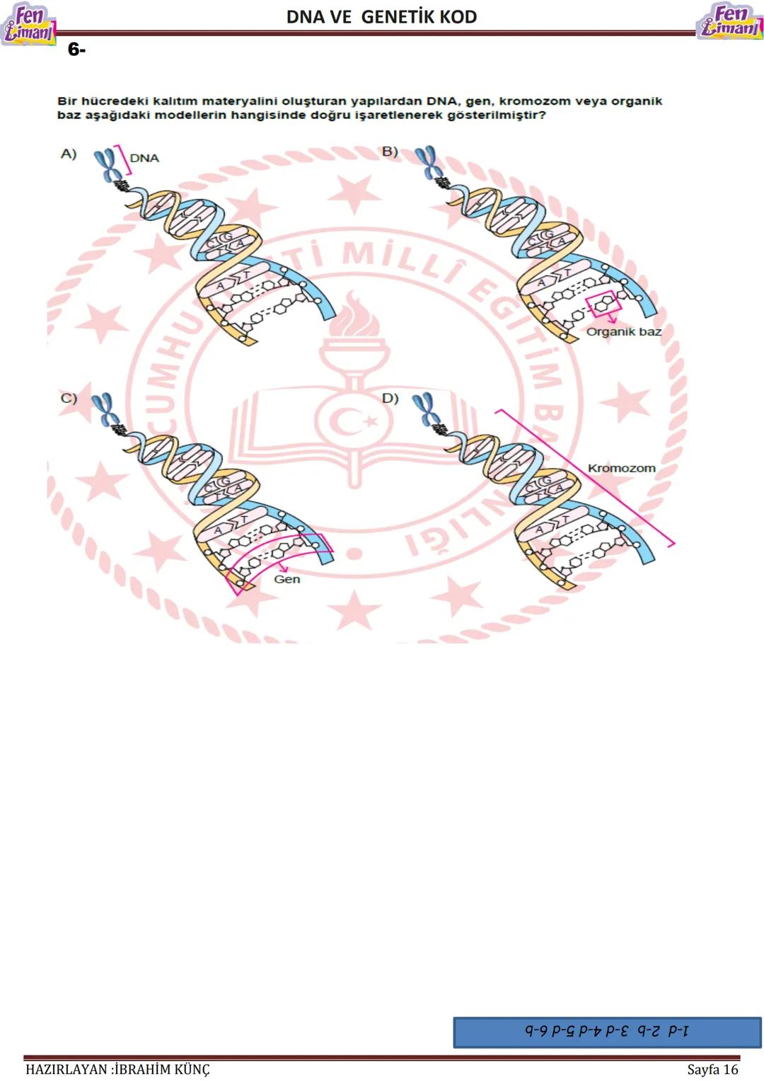 Fen
Limani
Dna ve Genetik Kod
DNA VE GENETİK
KOD
Konu / Kavramlar: DNA'nın yapısı, DNA'nın kendini eşlemesi, nükleotid, gen, kromozom
F.8.2.
