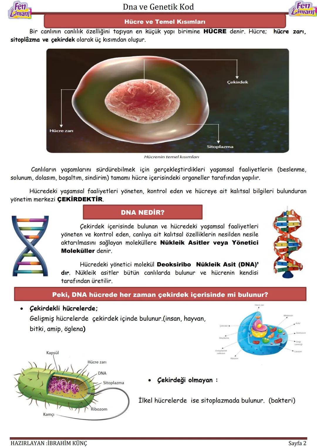 Fen
Limani
Dna ve Genetik Kod
DNA VE GENETİK
KOD
Konu / Kavramlar: DNA'nın yapısı, DNA'nın kendini eşlemesi, nükleotid, gen, kromozom
F.8.2.