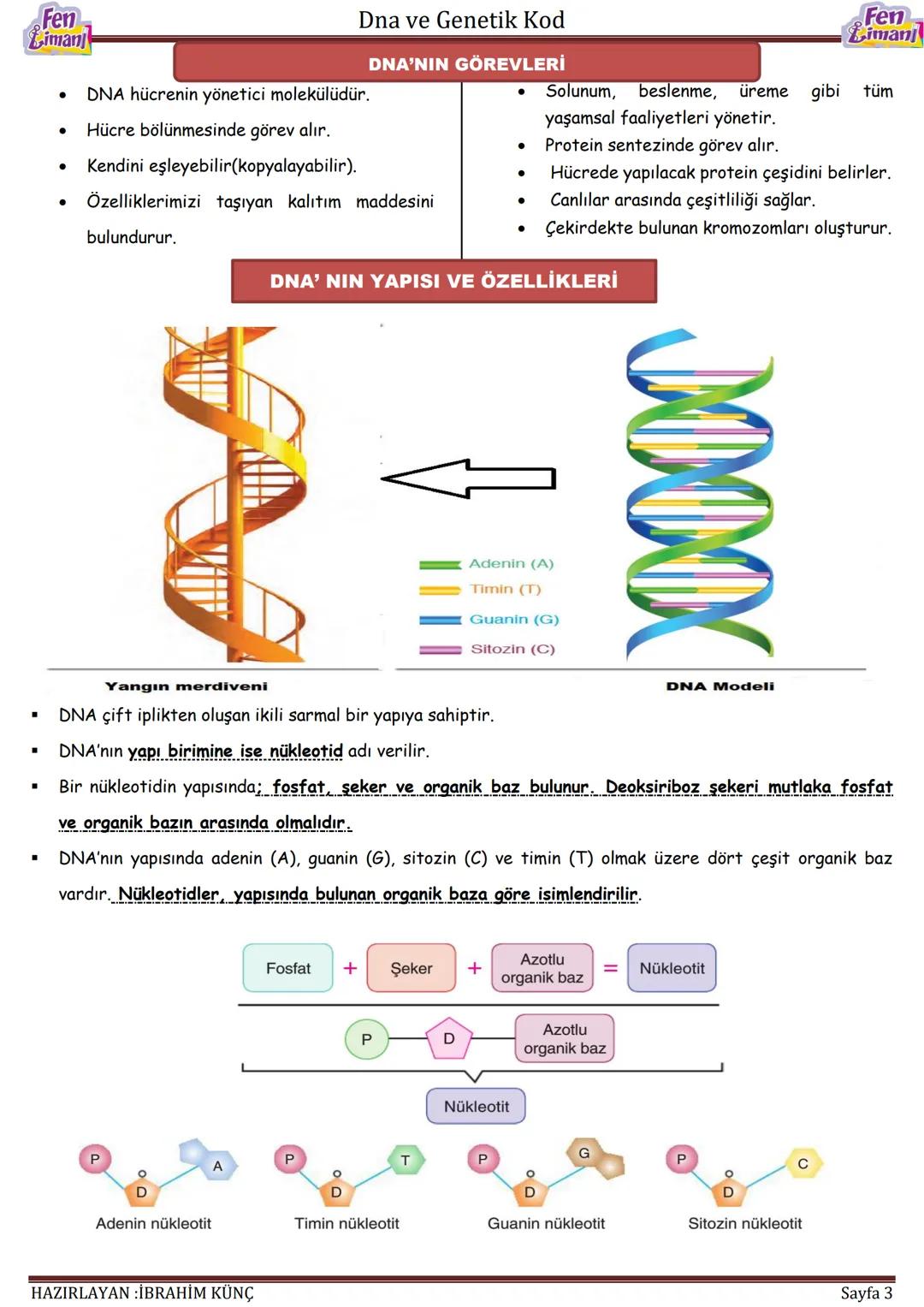 Fen
Limani
Dna ve Genetik Kod
DNA VE GENETİK
KOD
Konu / Kavramlar: DNA'nın yapısı, DNA'nın kendini eşlemesi, nükleotid, gen, kromozom
F.8.2.