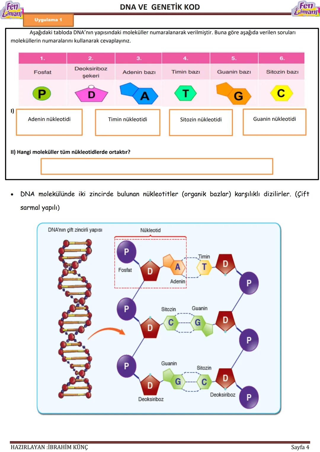Fen
Limani
Dna ve Genetik Kod
DNA VE GENETİK
KOD
Konu / Kavramlar: DNA'nın yapısı, DNA'nın kendini eşlemesi, nükleotid, gen, kromozom
F.8.2.