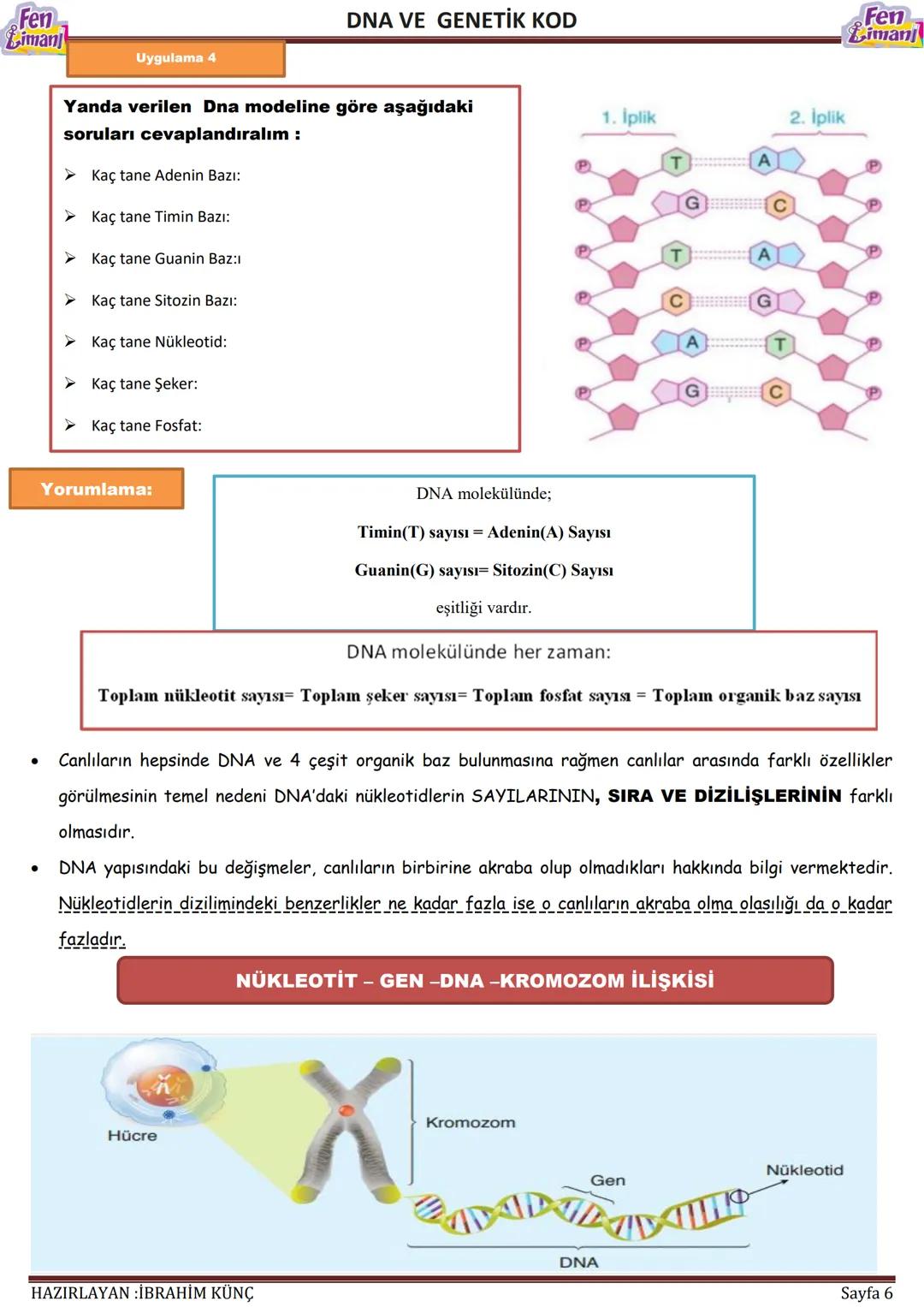 Fen
Limani
Dna ve Genetik Kod
DNA VE GENETİK
KOD
Konu / Kavramlar: DNA'nın yapısı, DNA'nın kendini eşlemesi, nükleotid, gen, kromozom
F.8.2.