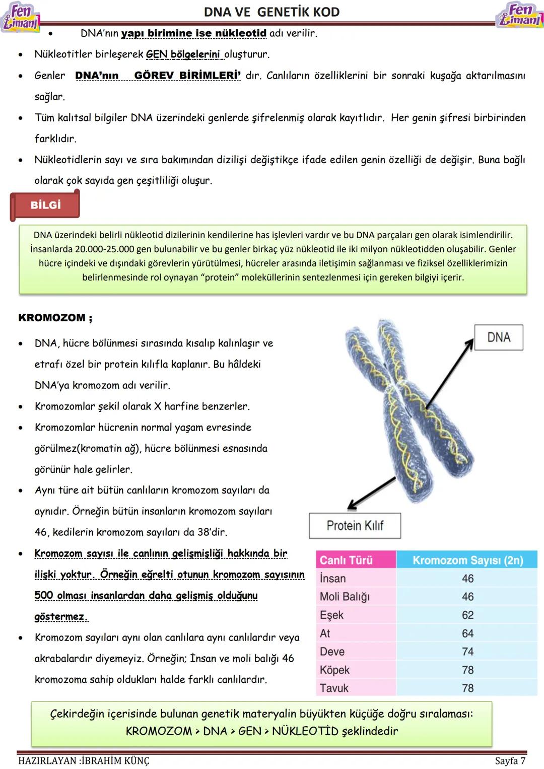 Fen
Limani
Dna ve Genetik Kod
DNA VE GENETİK
KOD
Konu / Kavramlar: DNA'nın yapısı, DNA'nın kendini eşlemesi, nükleotid, gen, kromozom
F.8.2.