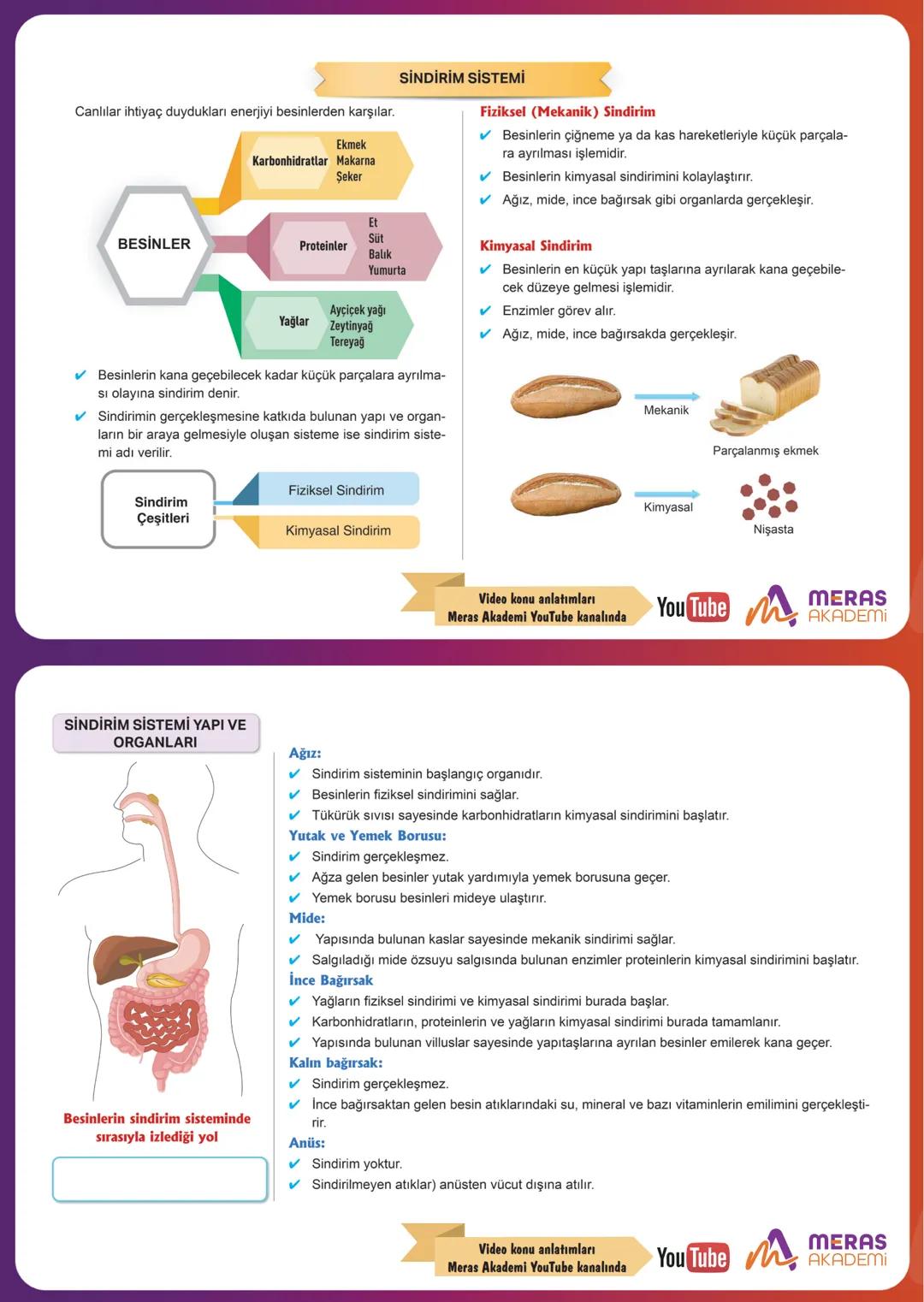 Canlılar ihtiyaç duydukları enerjiyi besinlerden karşılar.
Ekmek
Karbonhidratlar Makarna
Şeker
BESİNLER
Proteinler
Et
Süt
Balık
Yumurta