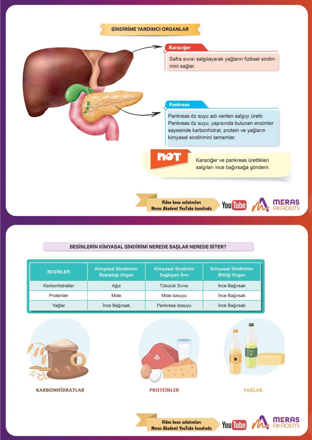 Canlılar ihtiyaç duydukları enerjiyi besinlerden karşılar.
Ekmek
Karbonhidratlar Makarna
Şeker
BESİNLER
Proteinler
Et
Süt
Balık
Yumurta