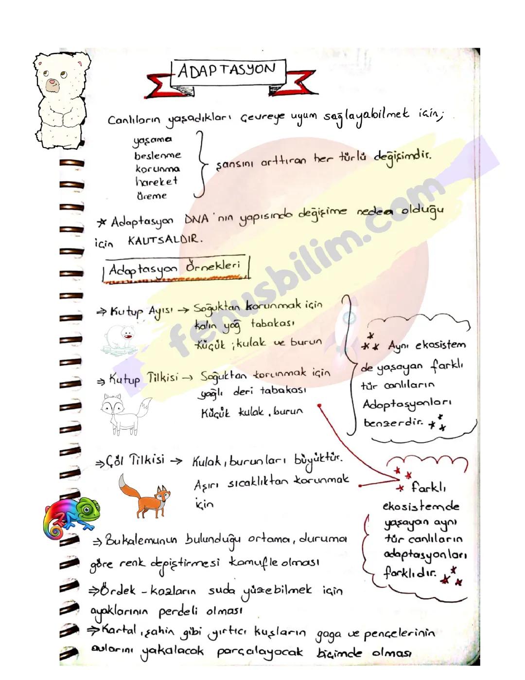8. Sınıf Fen Bilimleri Adaptasyon