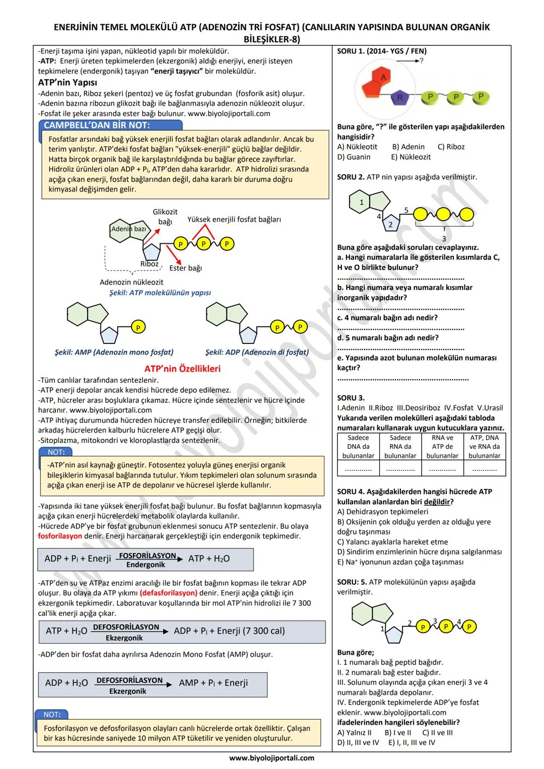 ENERJİNİN TEMEL MOLEKÜLÜ ATP (ADENOZİN TRİ FOSFAT) (CANLILARIN YAPISINDA BULUNAN ORGANİK
-Enerji taşıma işini yapan, nükleotid yapılı bir mo