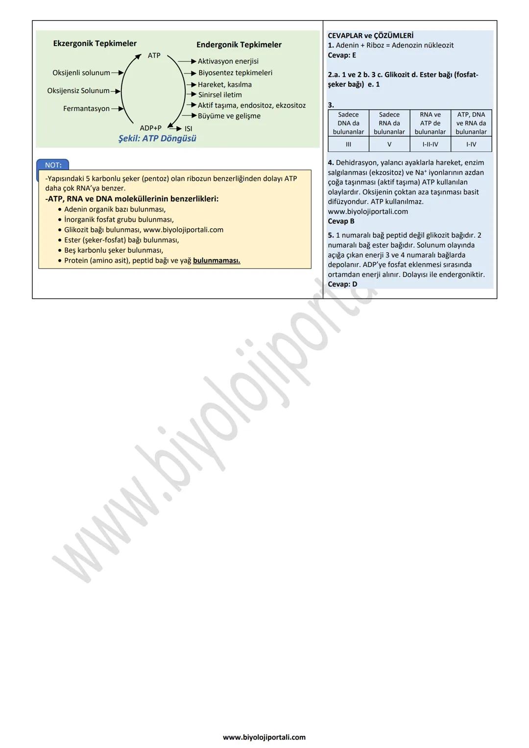 ENERJİNİN TEMEL MOLEKÜLÜ ATP (ADENOZİN TRİ FOSFAT) (CANLILARIN YAPISINDA BULUNAN ORGANİK
-Enerji taşıma işini yapan, nükleotid yapılı bir mo