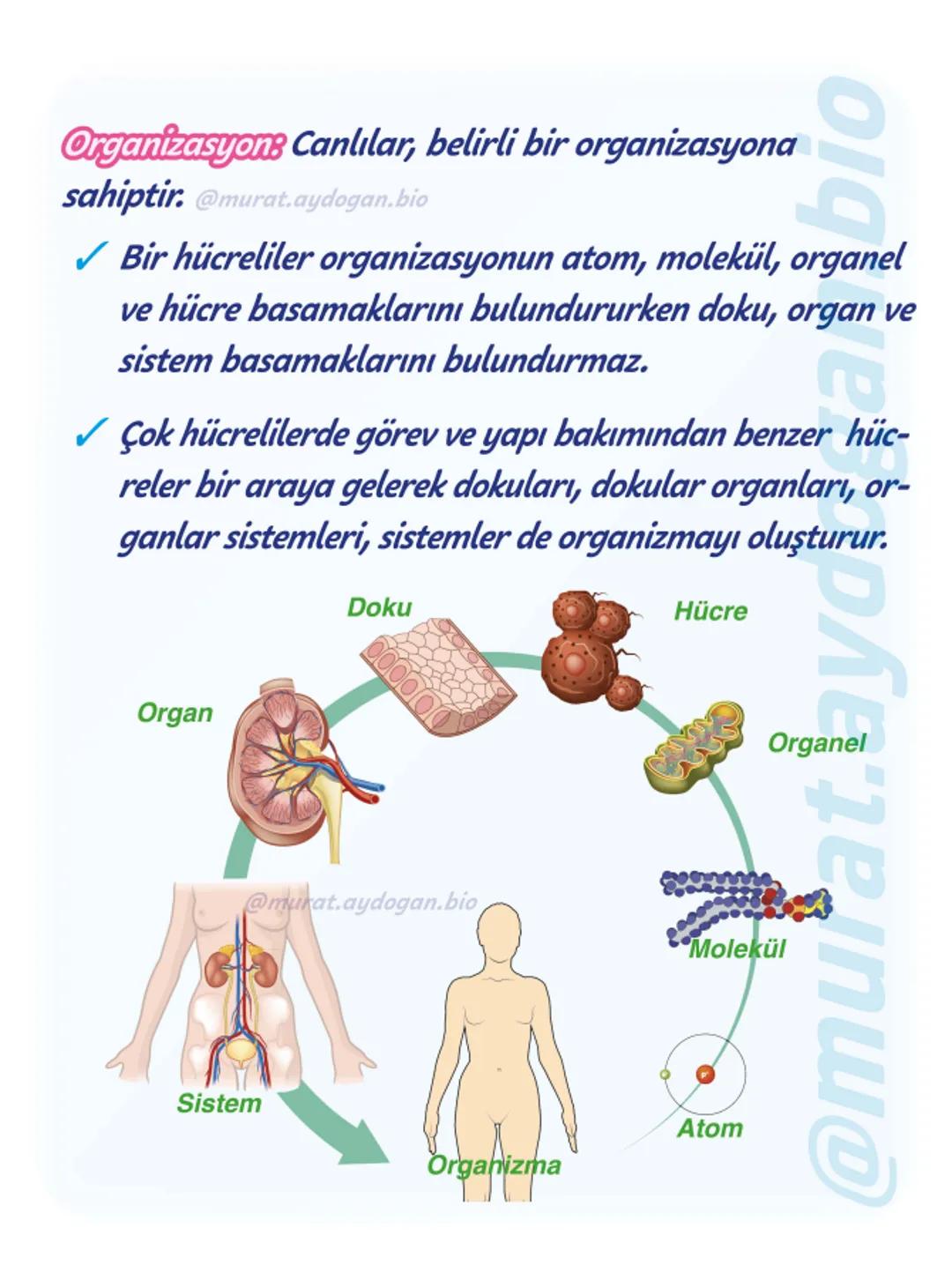 9.sınıf
Görsellerle tekrar -10
2024-2025
1. Tema: Yaşam
Canlıların
Özellikleri - 1
@murat.aydogan.bio Hücresel Yapı: En küçük canlı bir