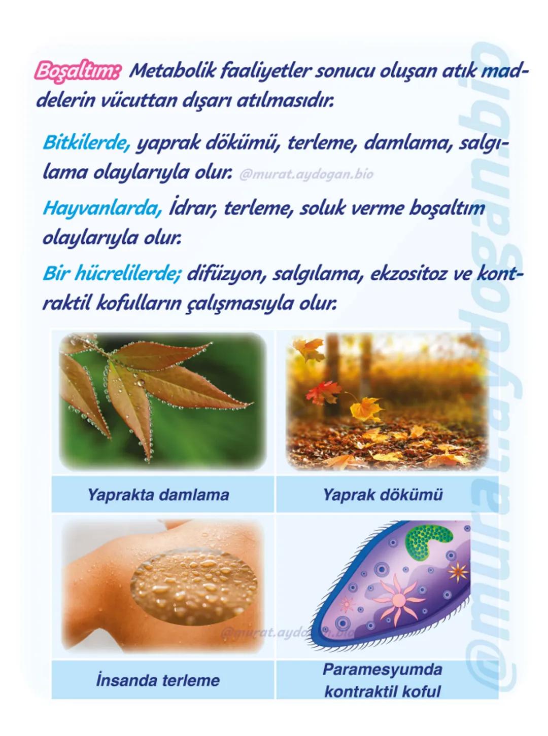 9.sınıf
Görsellerle tekrar -10
2024-2025
1. Tema: Yaşam
Canlıların
Özellikleri - 1
@murat.aydogan.bio Hücresel Yapı: En küçük canlı bir