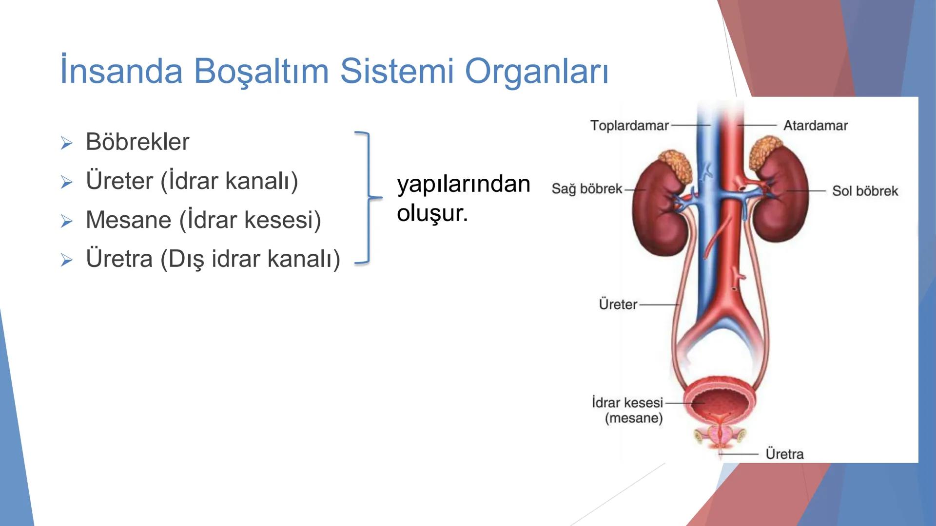 ÜRİNER SİSTEM
(BOŞALTIM SİSTEMİ) Boşaltım Sistemi
➤ Canlıların metabolizmaları sonucu oluşan zararlı atık
maddelerin veya işe yaramayan mole