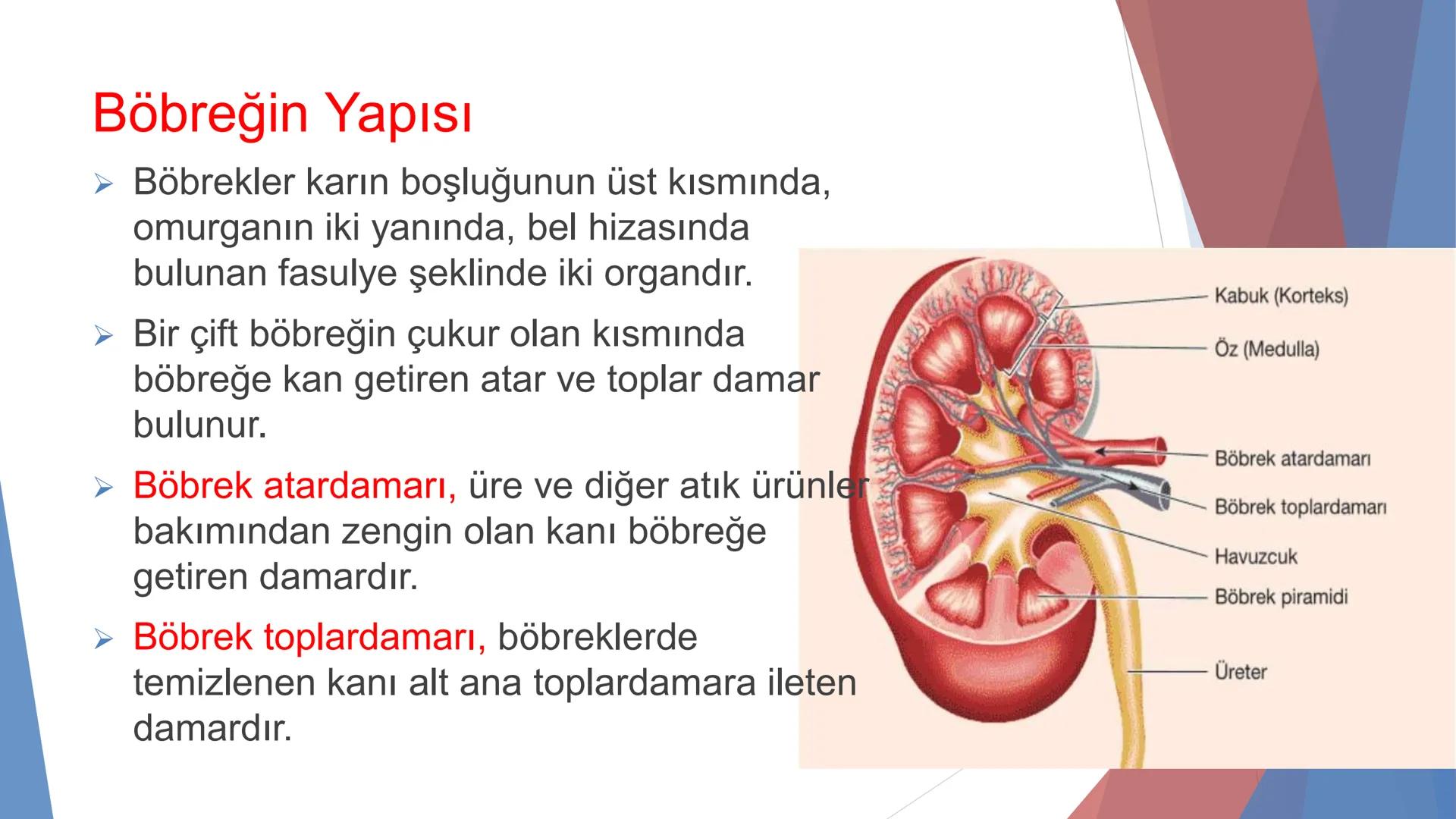 ÜRİNER SİSTEM
(BOŞALTIM SİSTEMİ) Boşaltım Sistemi
➤ Canlıların metabolizmaları sonucu oluşan zararlı atık
maddelerin veya işe yaramayan mole