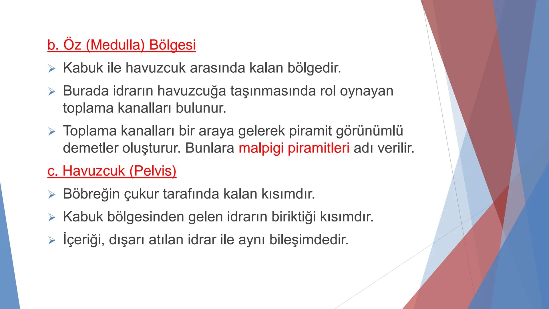 ÜRİNER SİSTEM
(BOŞALTIM SİSTEMİ) Boşaltım Sistemi
➤ Canlıların metabolizmaları sonucu oluşan zararlı atık
maddelerin veya işe yaramayan mole