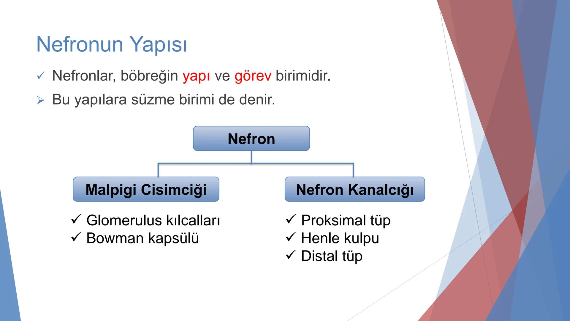 ÜRİNER SİSTEM
(BOŞALTIM SİSTEMİ) Boşaltım Sistemi
➤ Canlıların metabolizmaları sonucu oluşan zararlı atık
maddelerin veya işe yaramayan mole