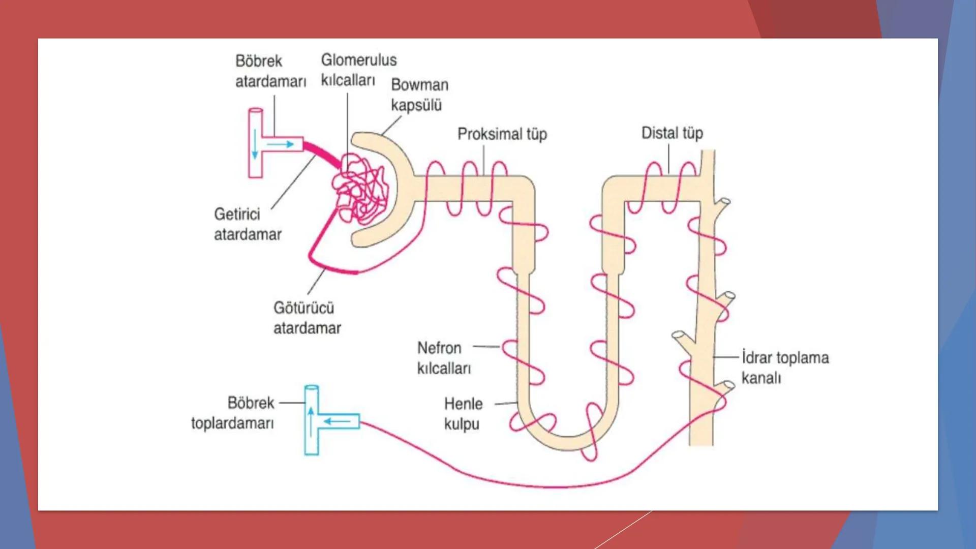ÜRİNER SİSTEM
(BOŞALTIM SİSTEMİ) Boşaltım Sistemi
➤ Canlıların metabolizmaları sonucu oluşan zararlı atık
maddelerin veya işe yaramayan mole